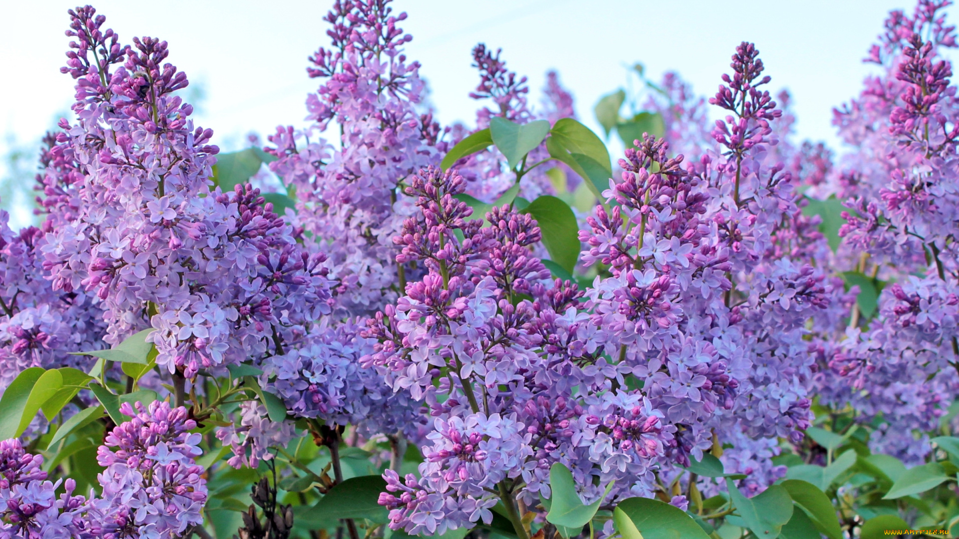 цветы, сирень, куст