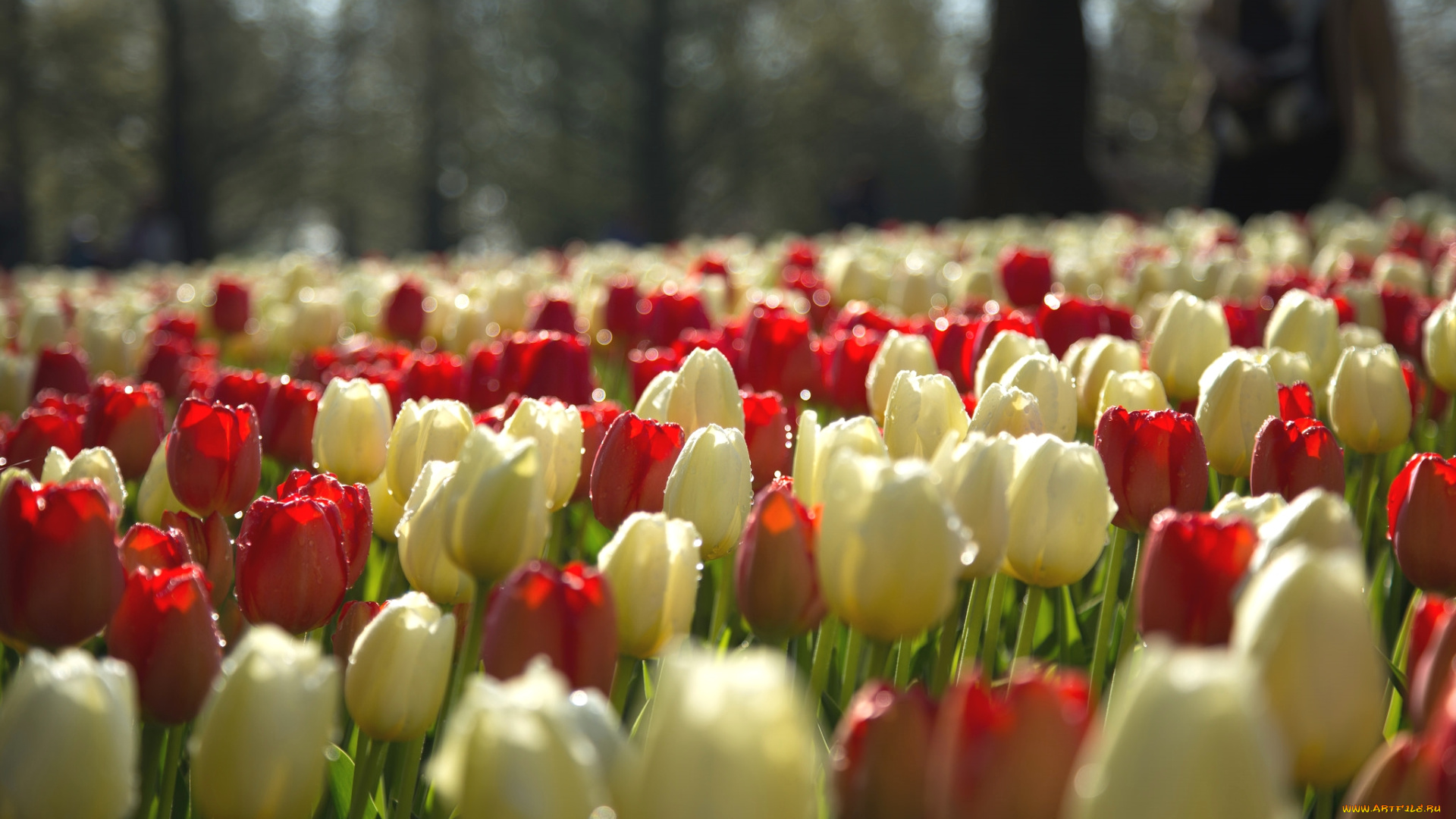 цветы, тюльпаны, много