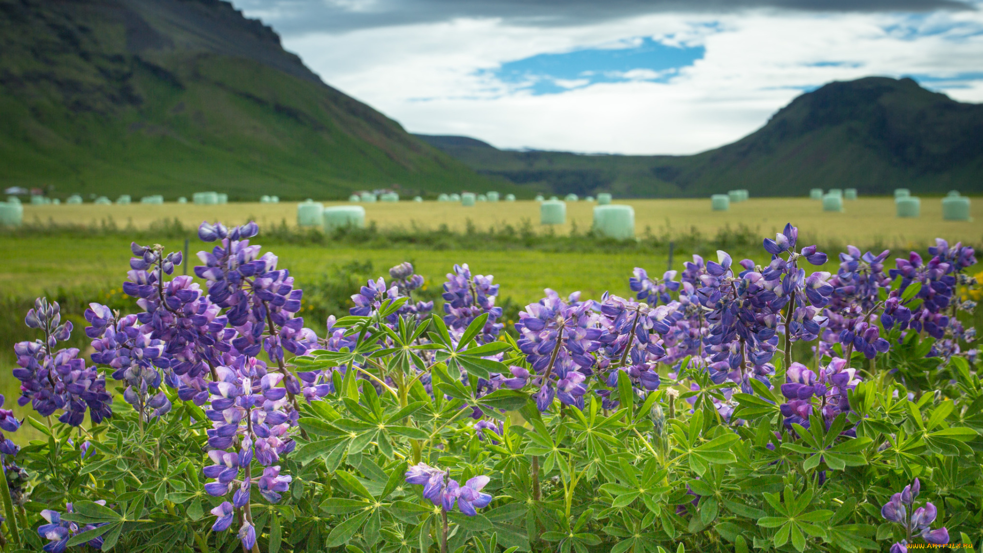 iceland, цветы, люпин, исландия, люпины, горы