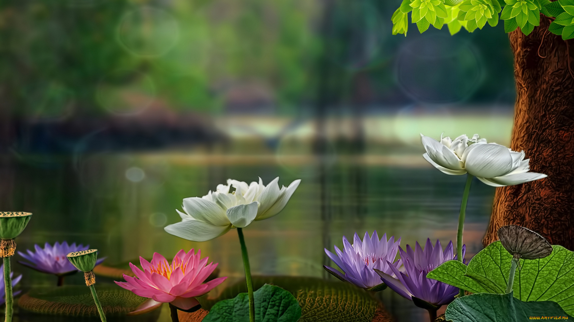 разное, компьютерный, дизайн, дерево, листья, лотосы, водяные, лилии