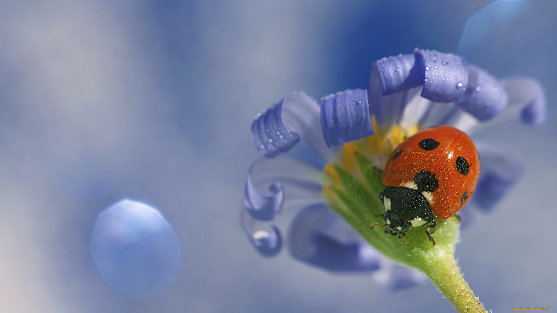 животные, божьи, коровки, божья, коровка, цветок, макро