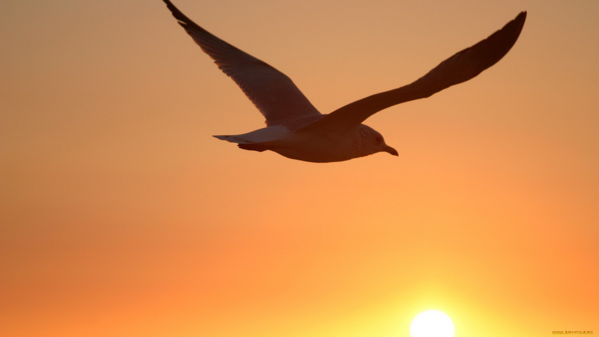 животные, Чайки, , бакланы, , крачки, солнце, полет, небо, птица, закат, чайка
