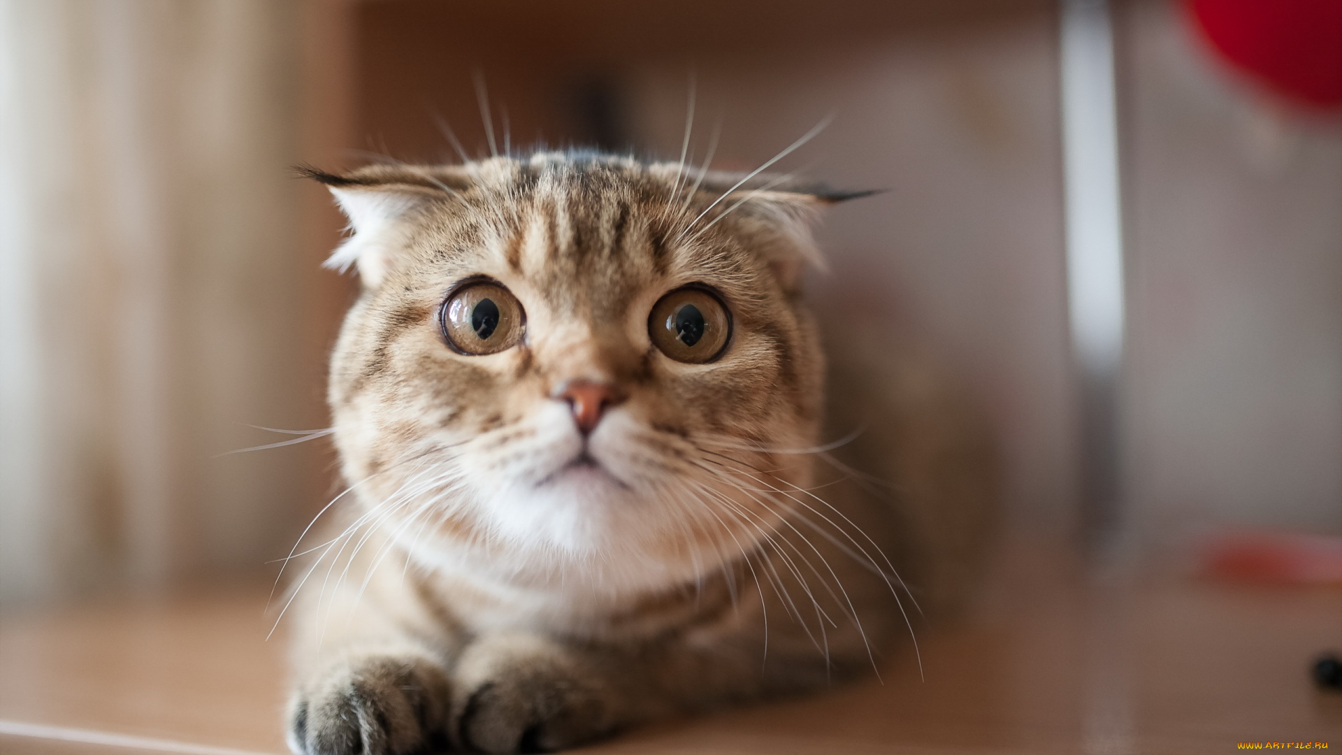 животные, коты, фон, кошка, взгляд