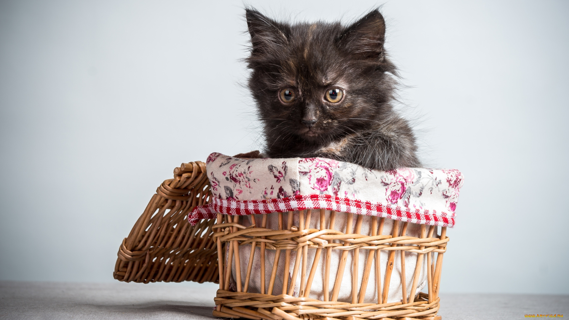 животные, коты, корзинка, чумазый