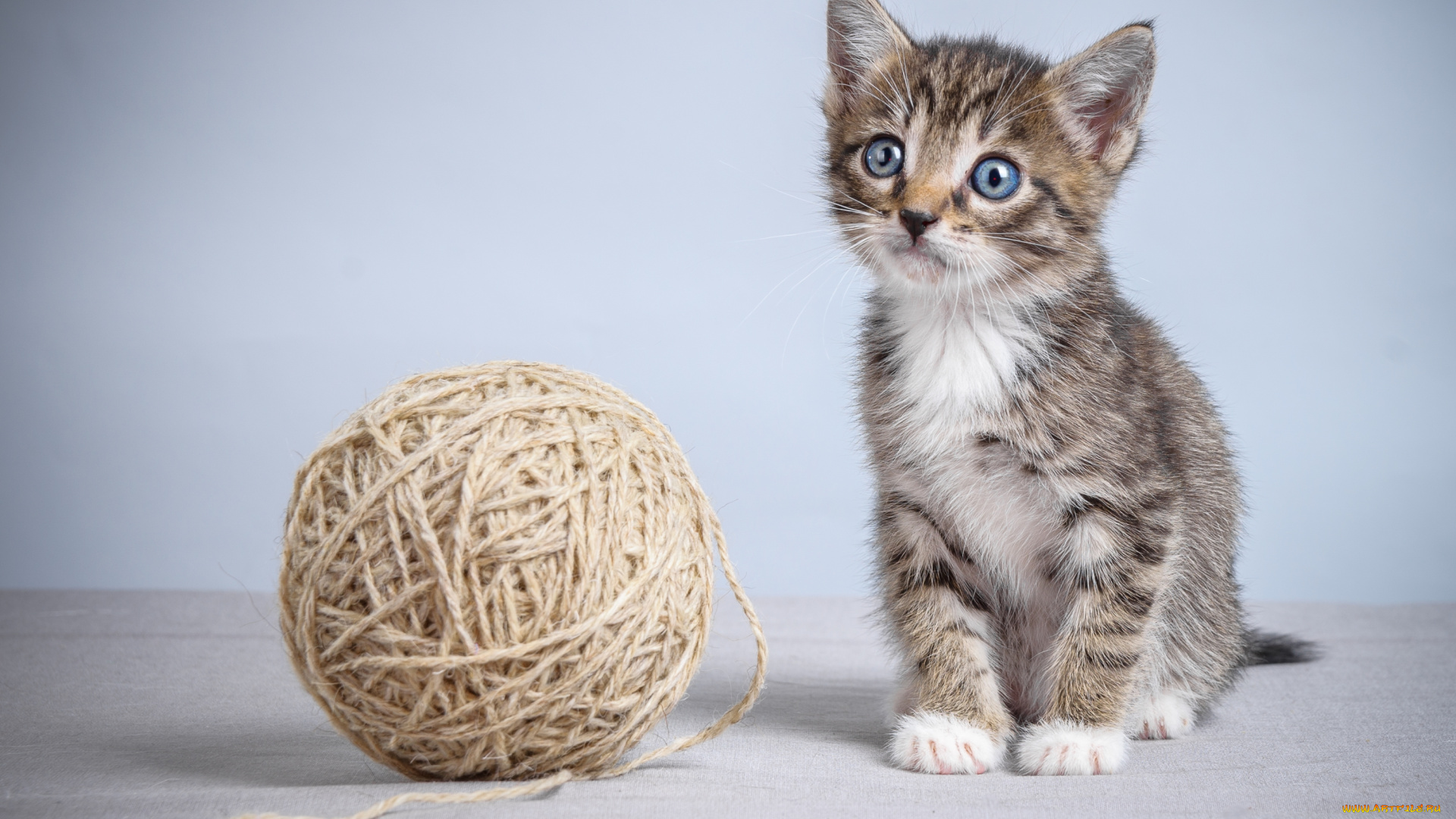 животные, коты, котик, клубок