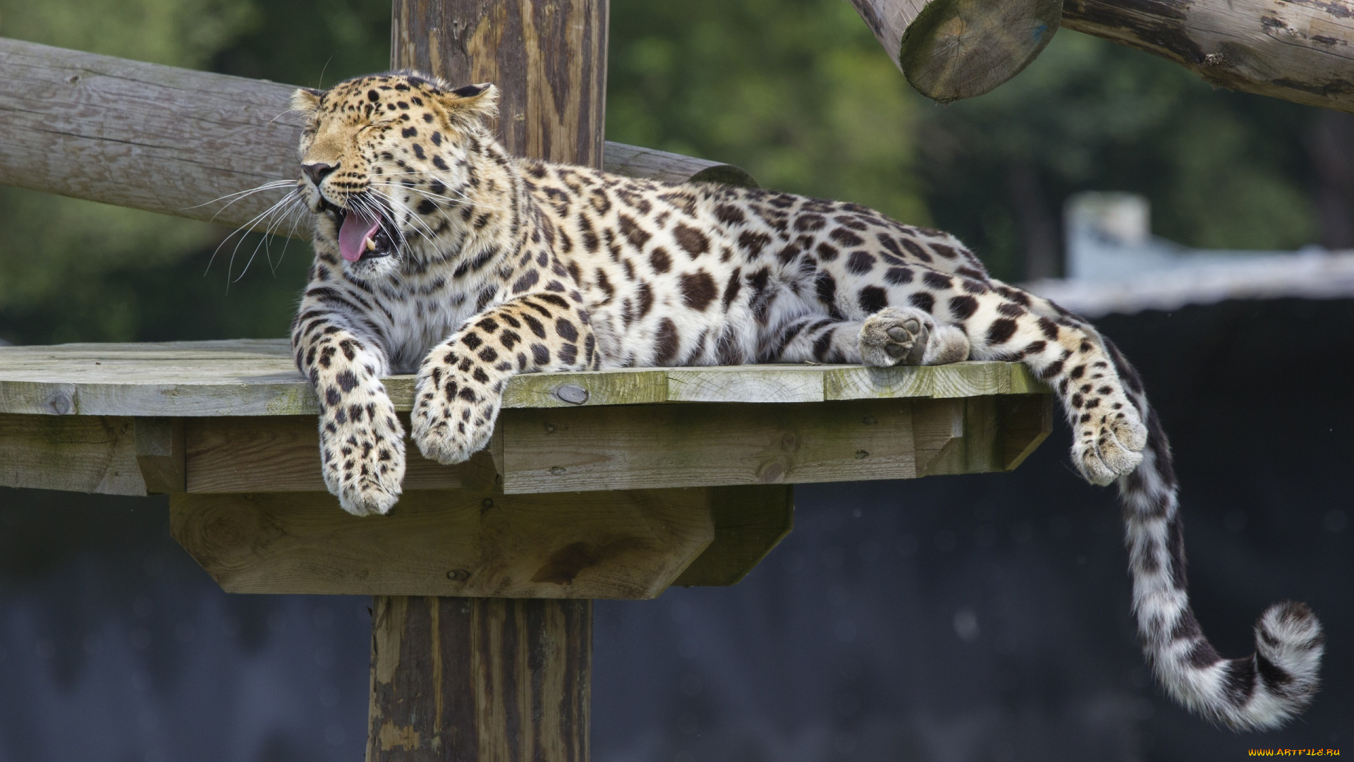 животные, леопарды, амурский, кошка, отдых, зевает, лапы, хвост, настил, зоопарк