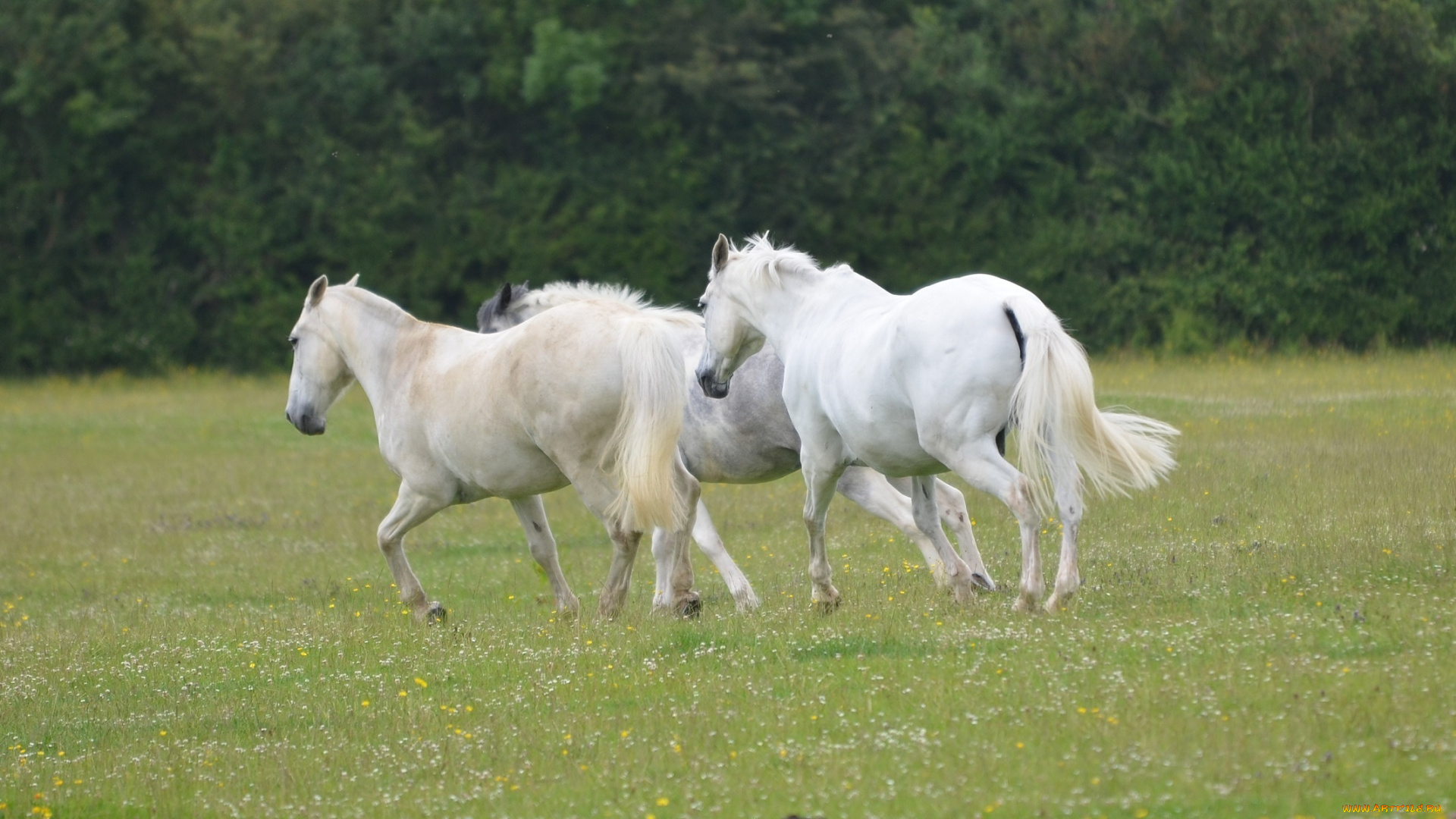 животные, лошади, трио, луг