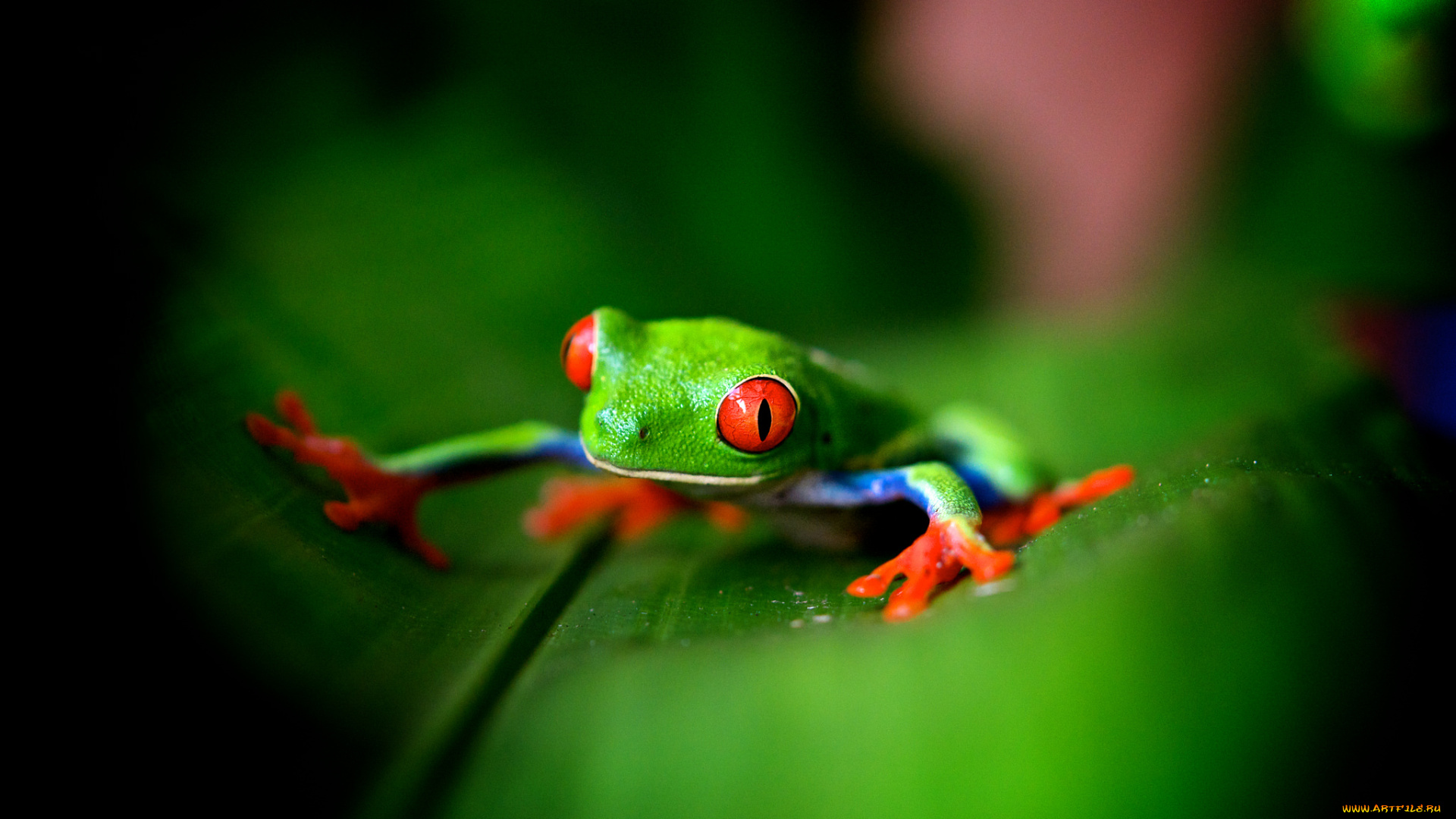 животные, лягушки, зеленый