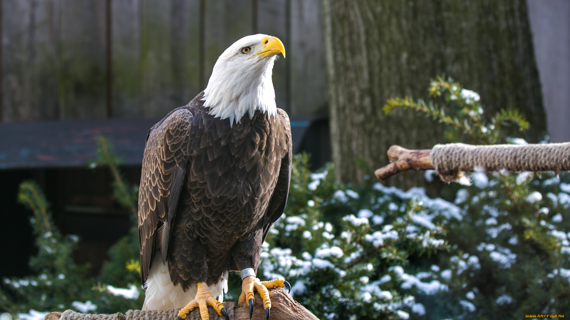 животные, птицы, -, хищники, гордый, лапы, клюв, хищник, орлан, красавец