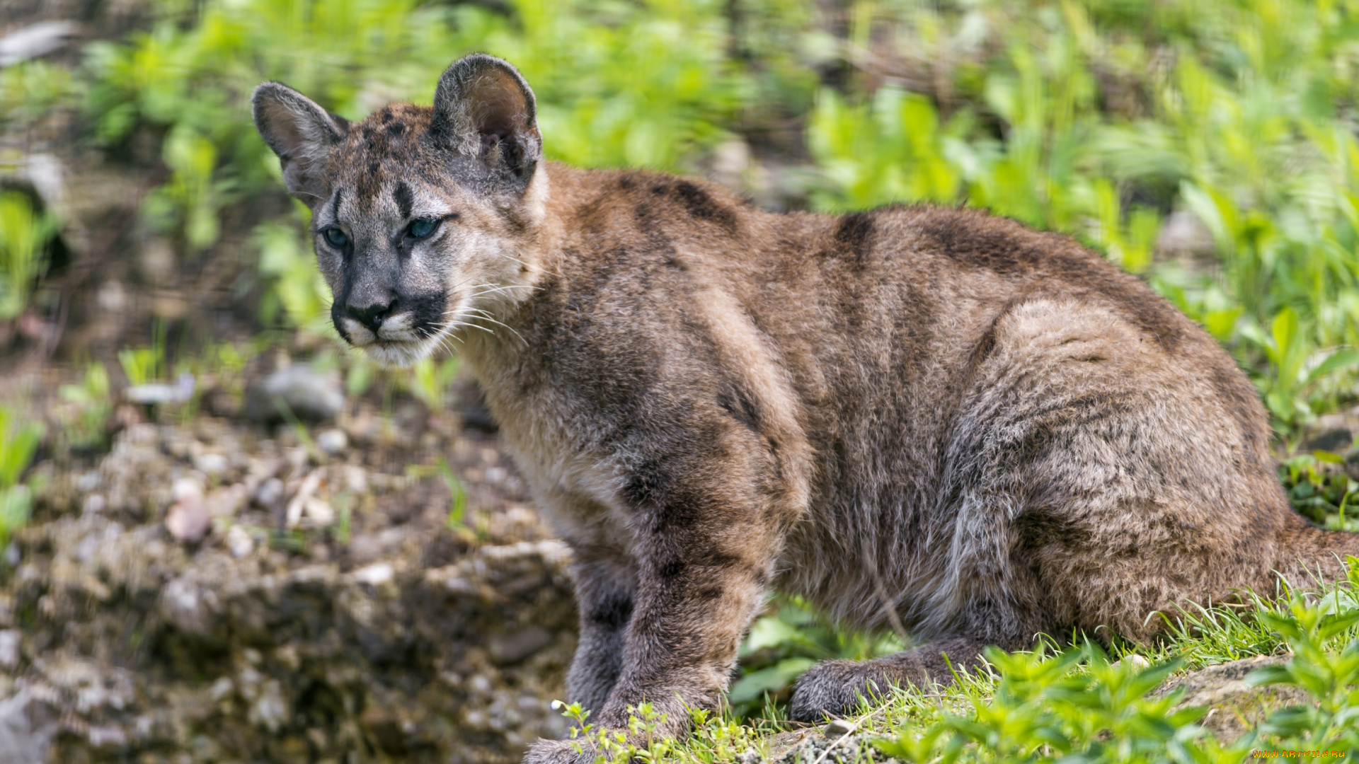 животные, пумы, малыш