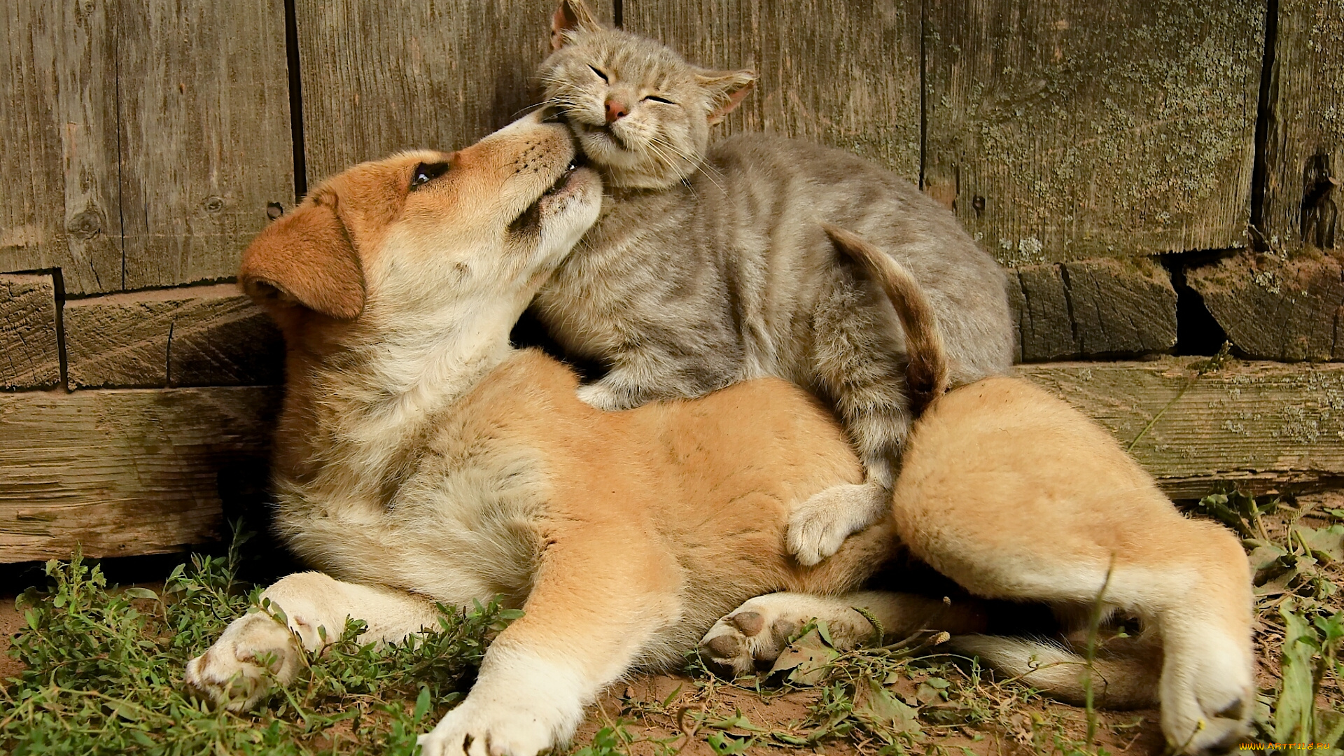 животные, разные, вместе, кошка, кот, собака, друзья, дружба