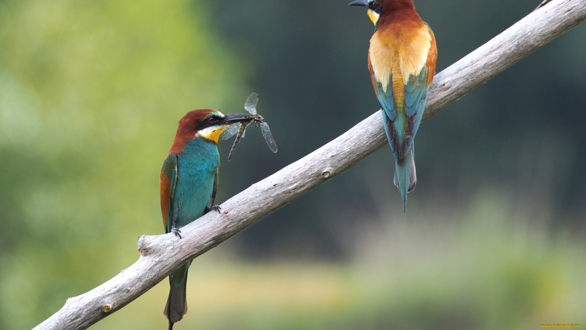животные, щурки, , пчелоеды, добыча