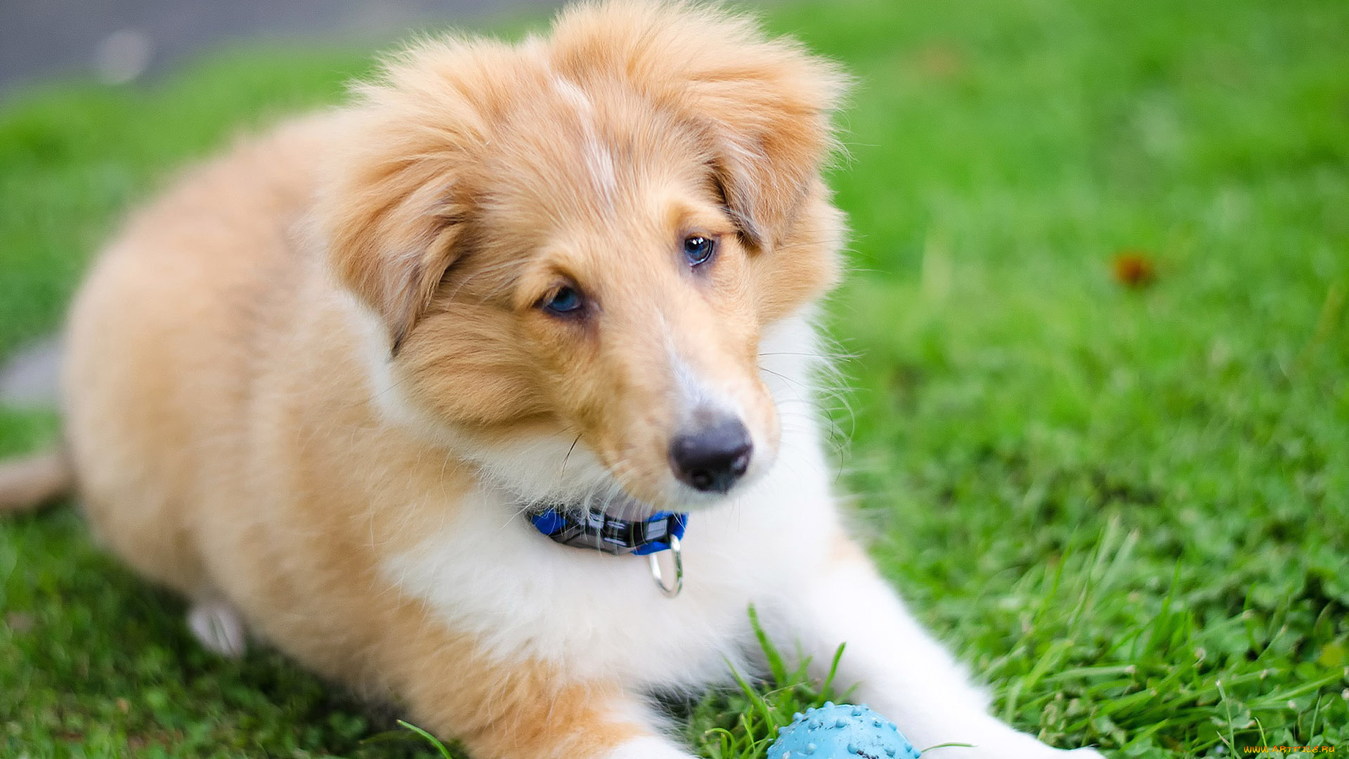 животные, собаки, шелти