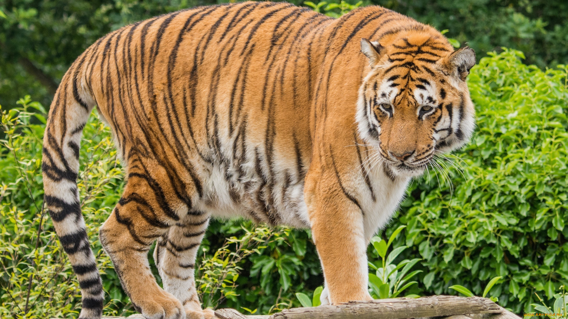 животные, тигры, кошка, полоски, свет, лето, зелень