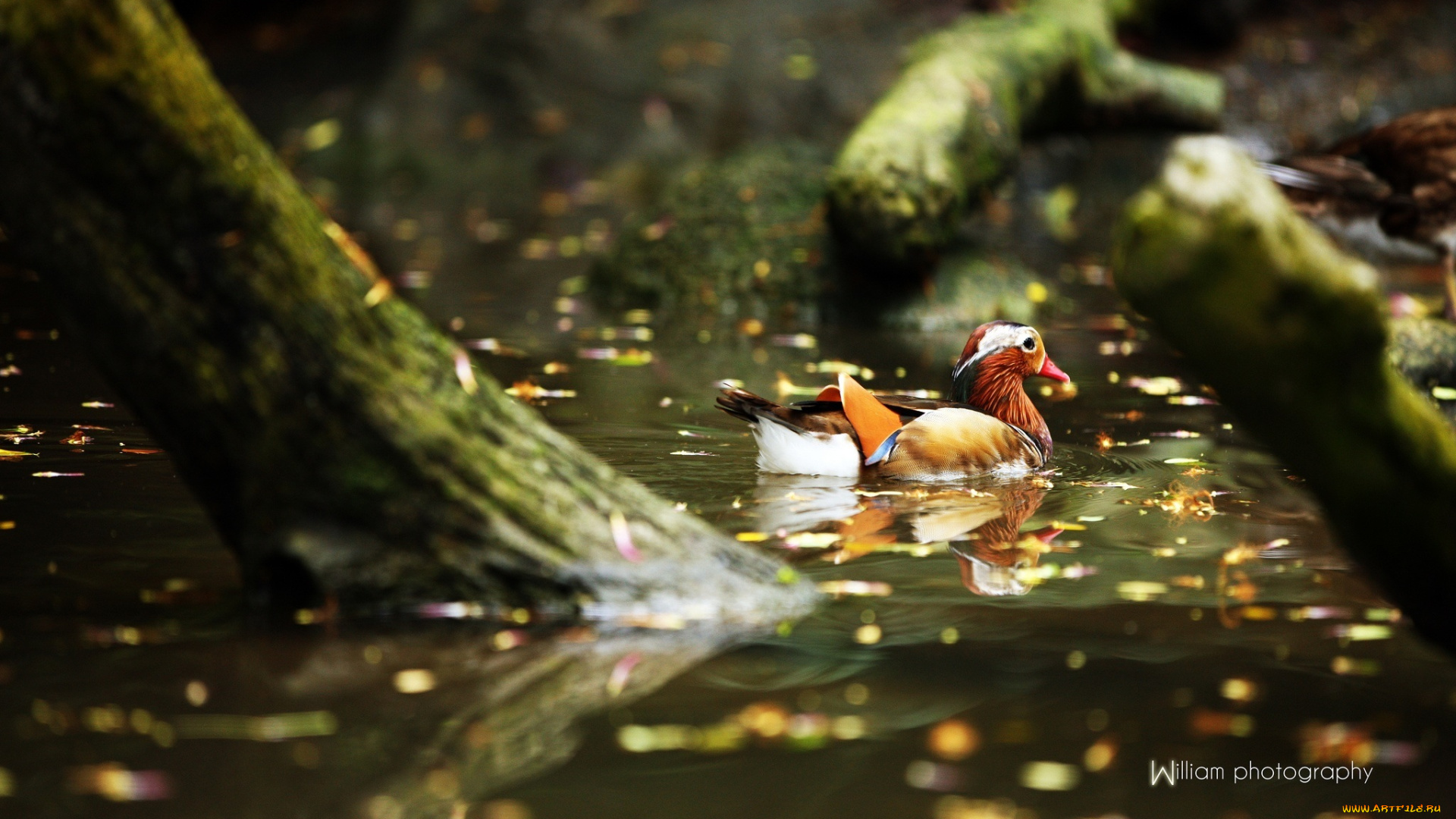 животные, утки, водоем, утка-мандаринка