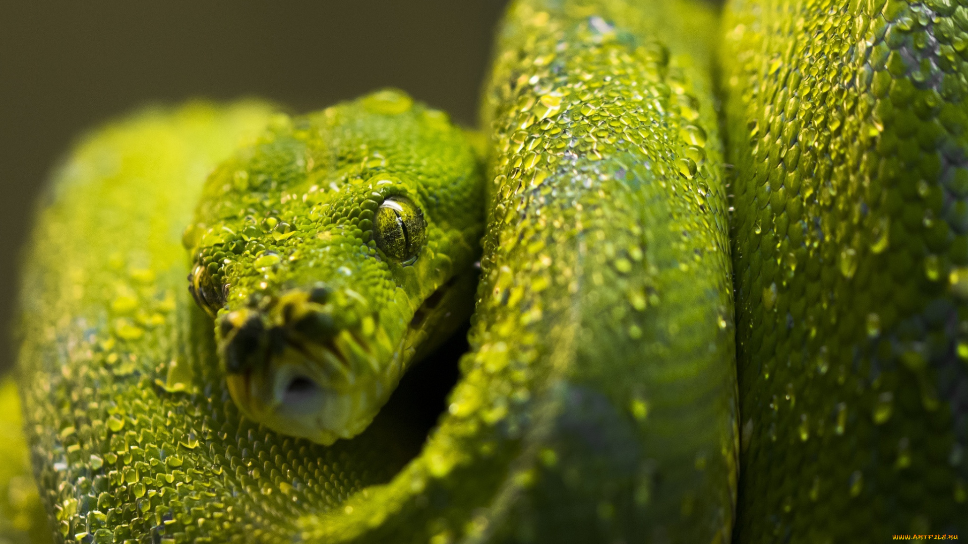 животные, змеи, , питоны, , кобры, питон, зеленый, чешуя, капли