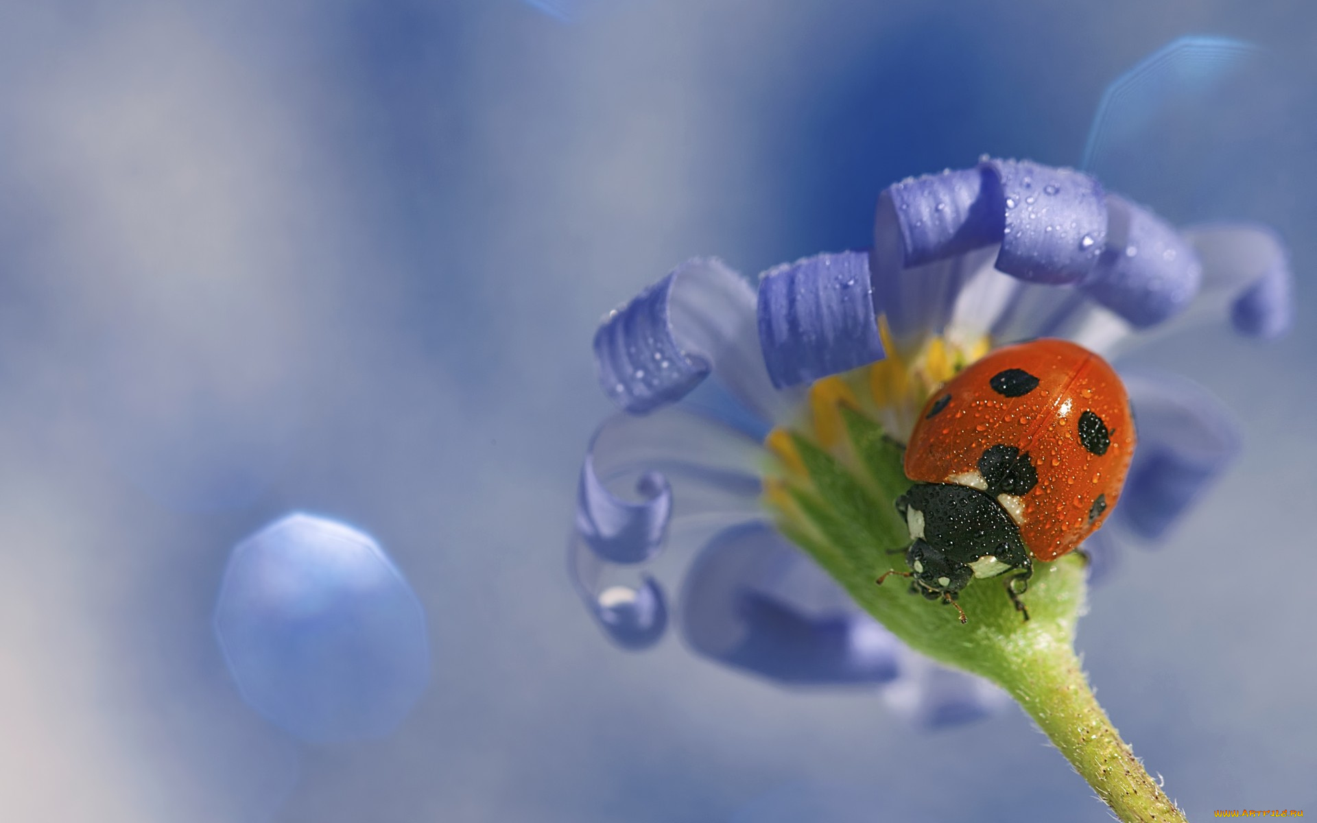 животные, божьи, коровки, божья, коровка, цветок, макро