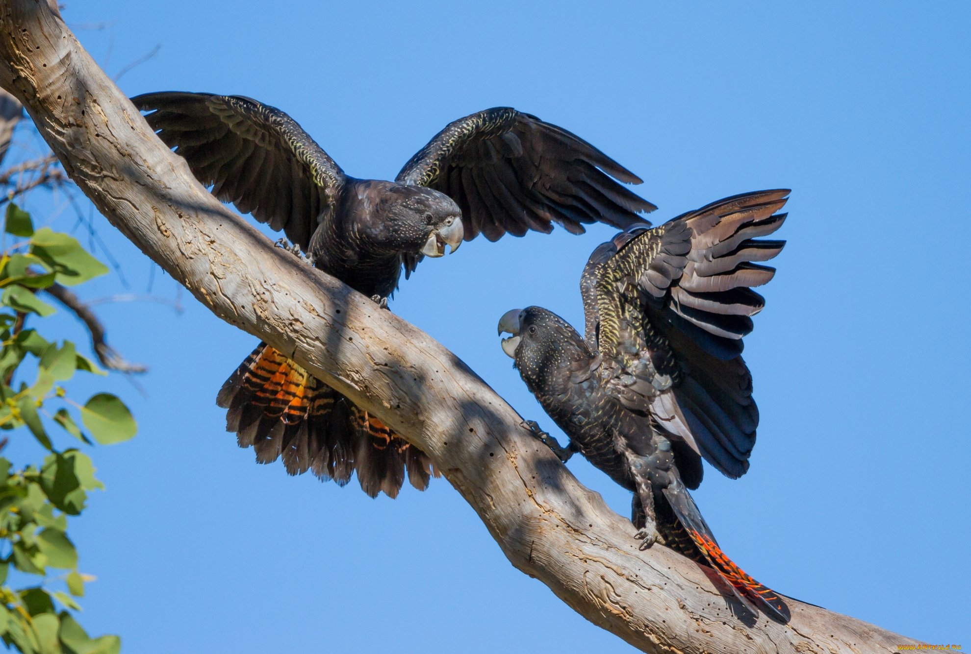 животные, попугаи, крылья