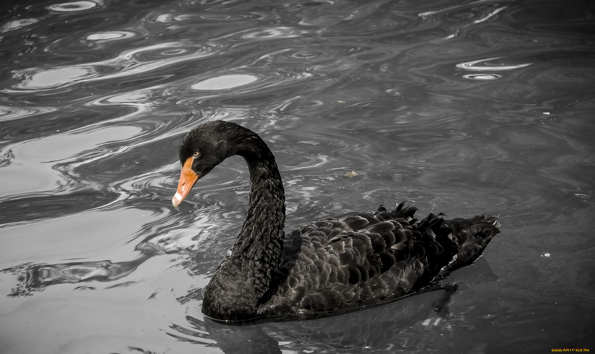 животные, лебеди, черный, грация, шея, водоем