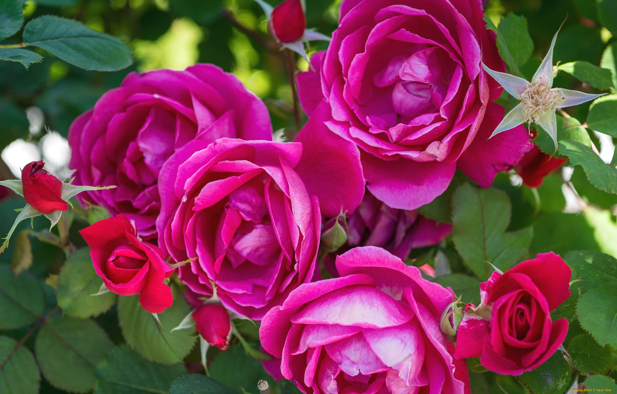 цветы, розы, розовый