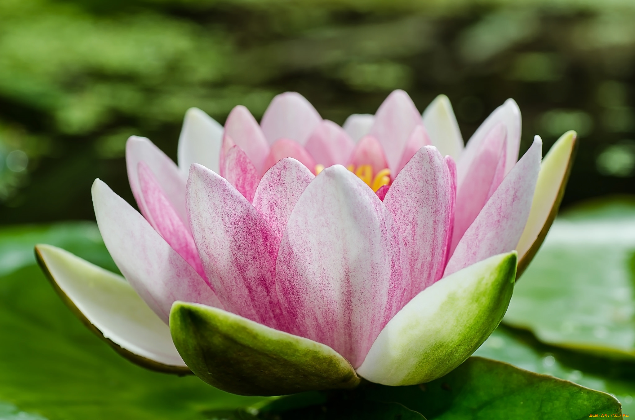 цветы, лилии, водяные, , нимфеи, , кувшинки, макро