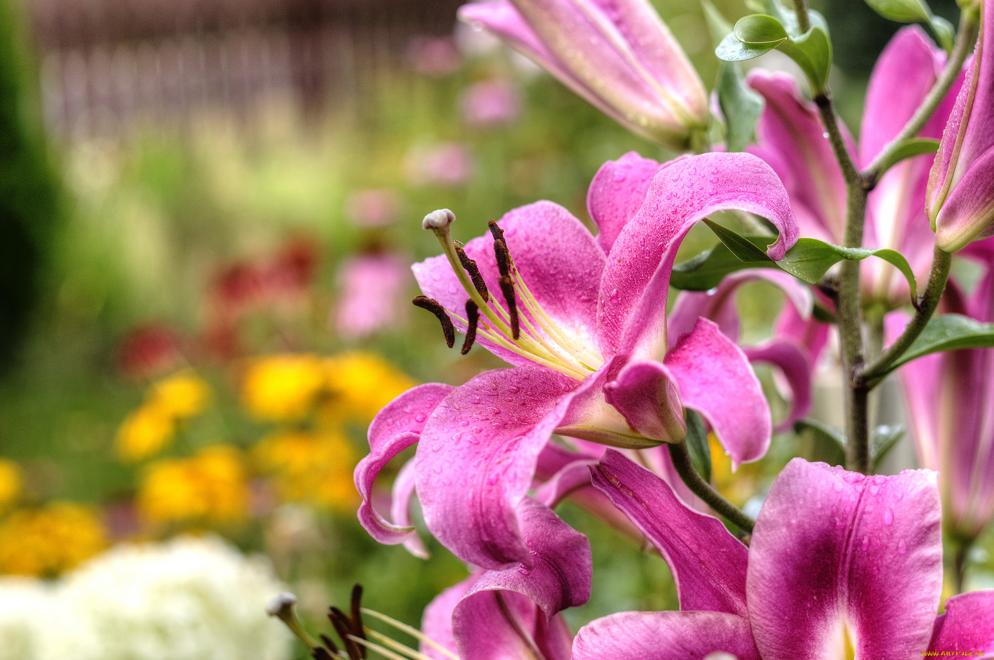 цветы, лилии, , лилейники, розовые, цветение