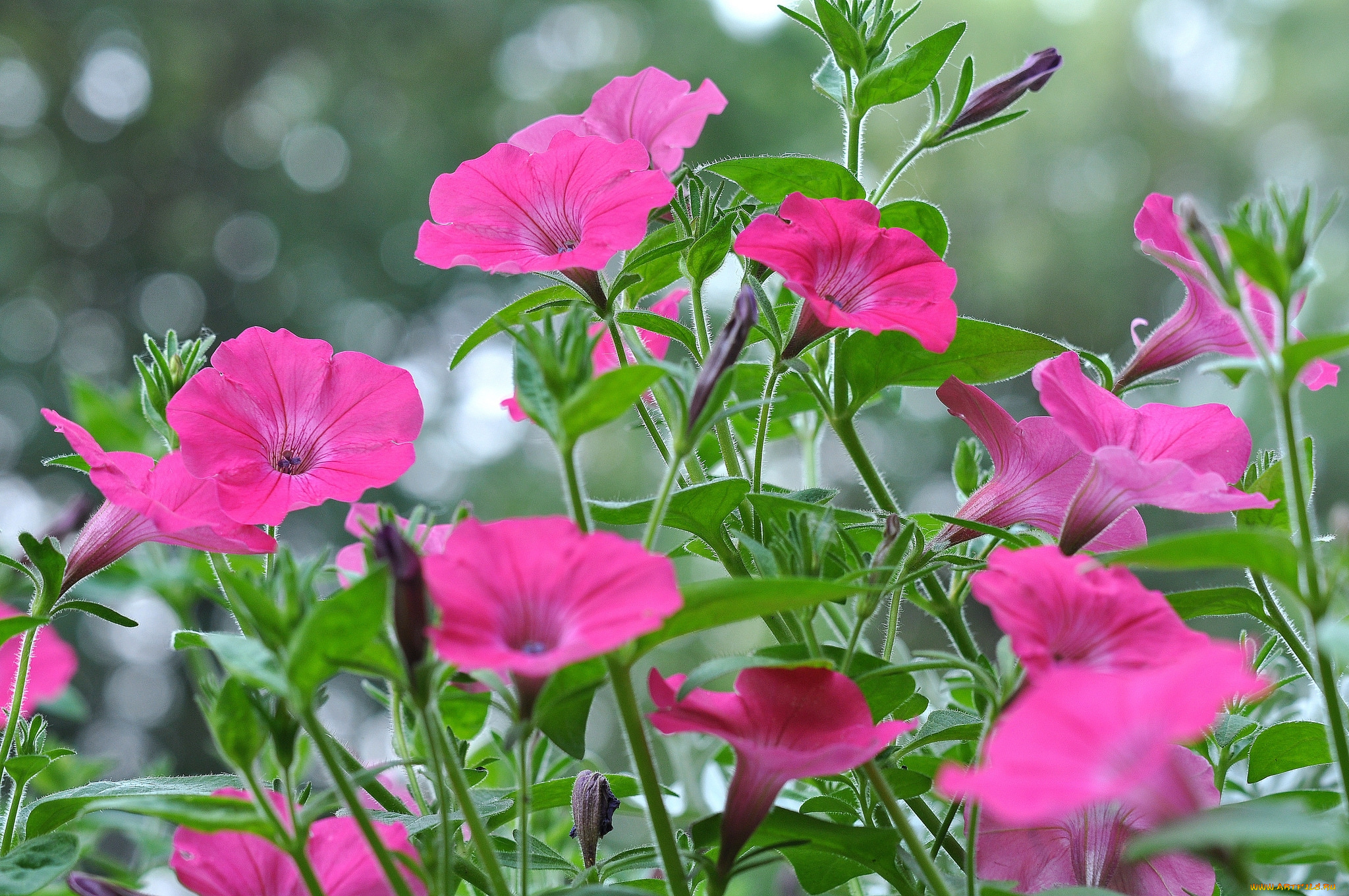 цветы, петунии, , калибрахоа, розовый