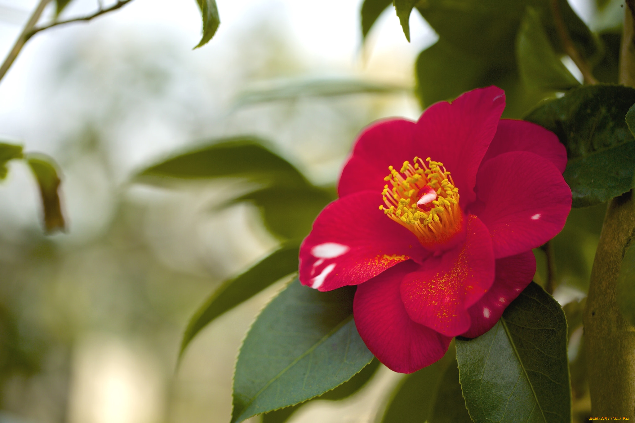 цветы, камелии, красный