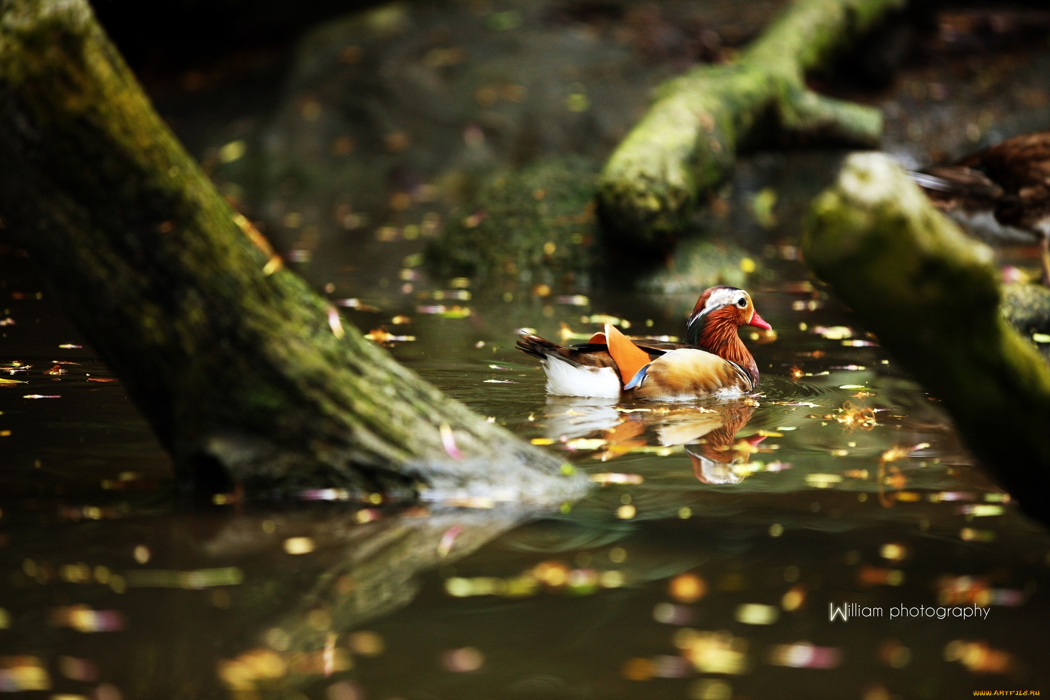 животные, утки, водоем, утка-мандаринка