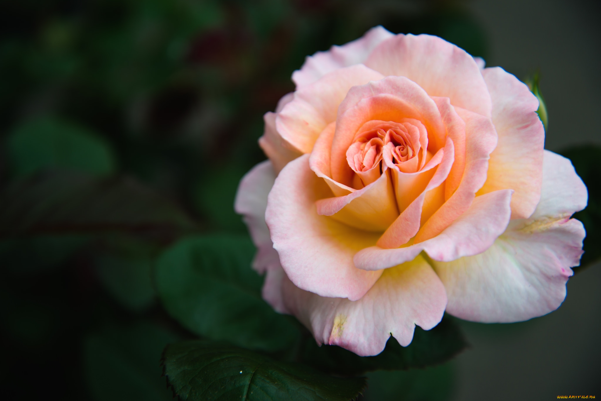 цветы, розы, макро