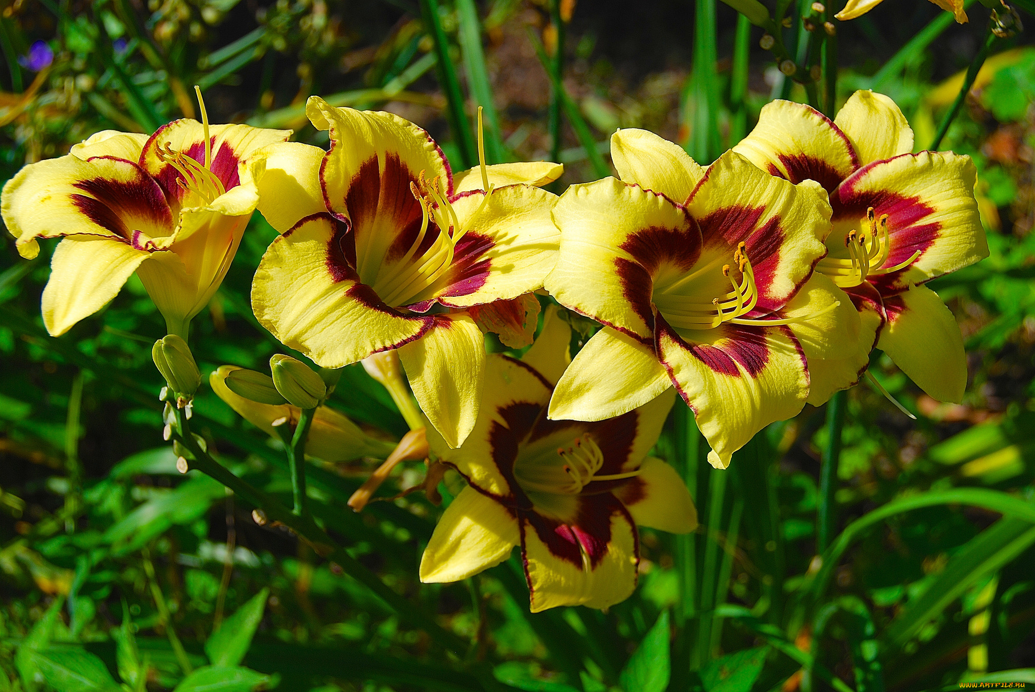 цветы, лилии, , лилейники, клумба, цветки