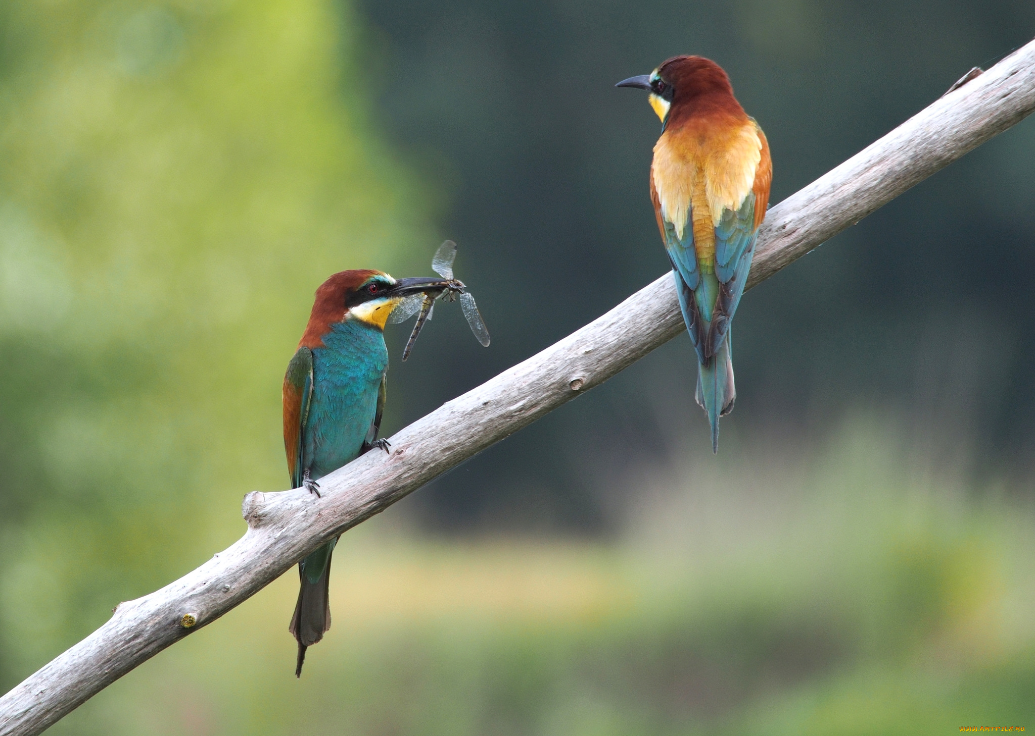 животные, щурки, , пчелоеды, добыча