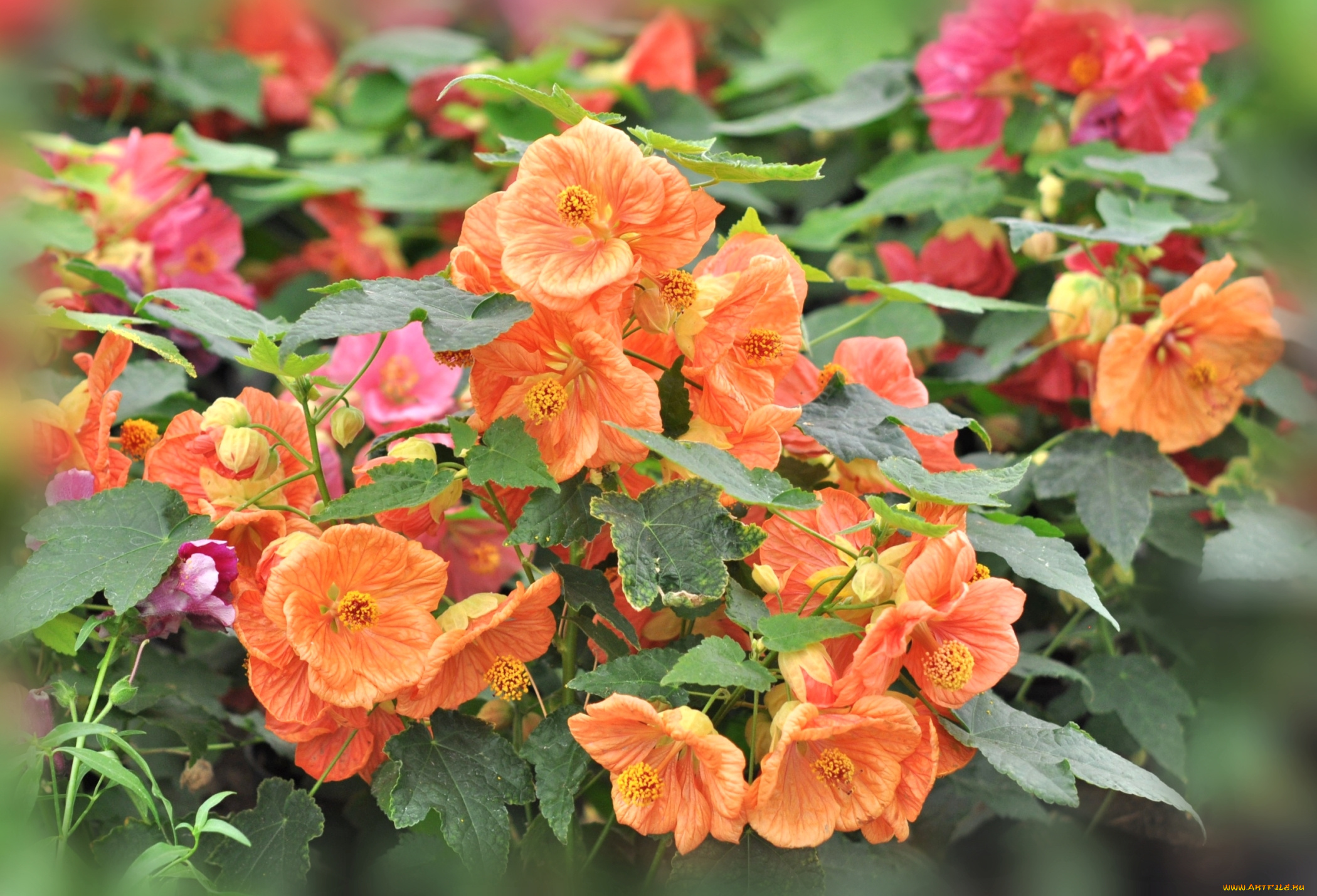 цветы, абутилоны, оранжевый