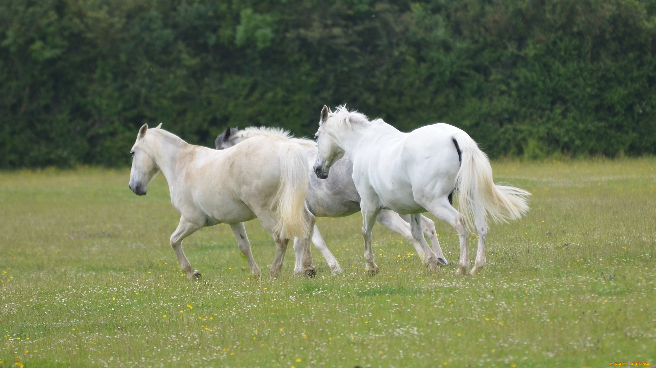 животные, лошади, трио, луг