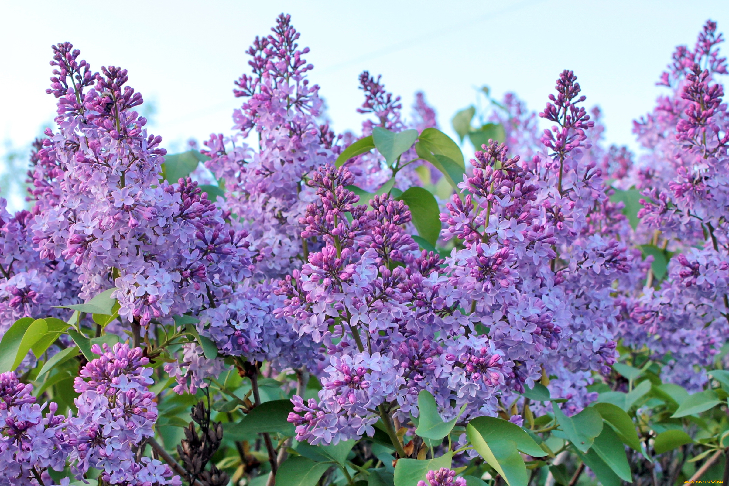 цветы, сирень, куст