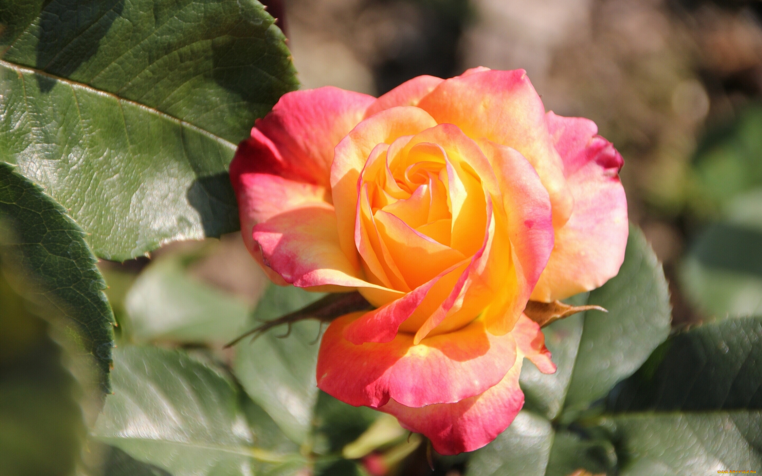 цветы, розы, бутон, роза, макро