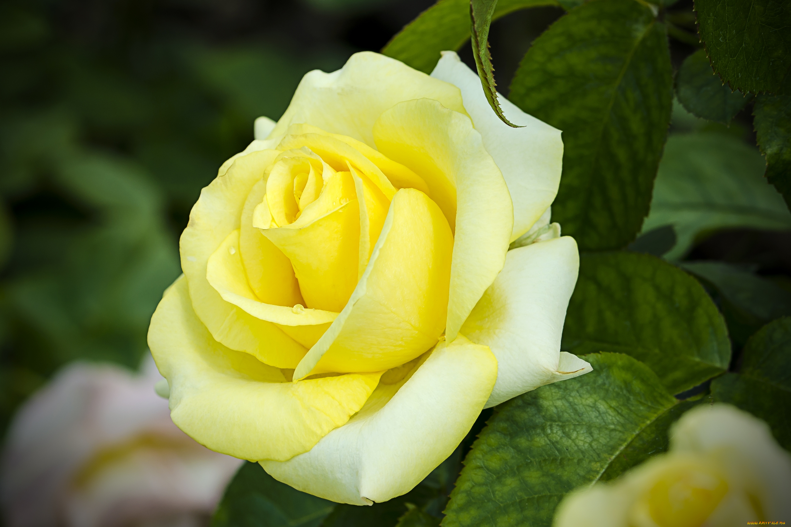 цветы, розы, макро