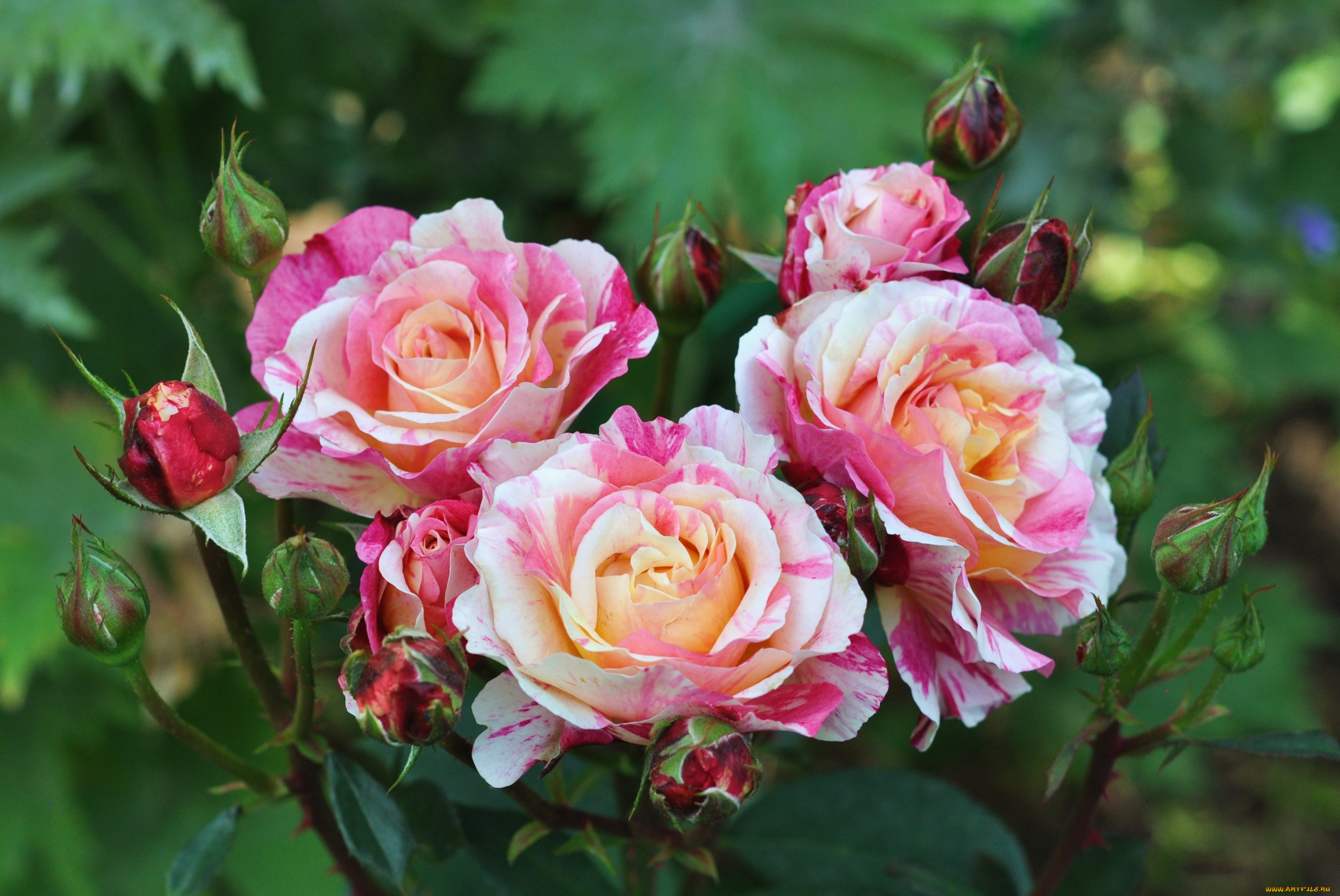 цветы, розы, пестрый