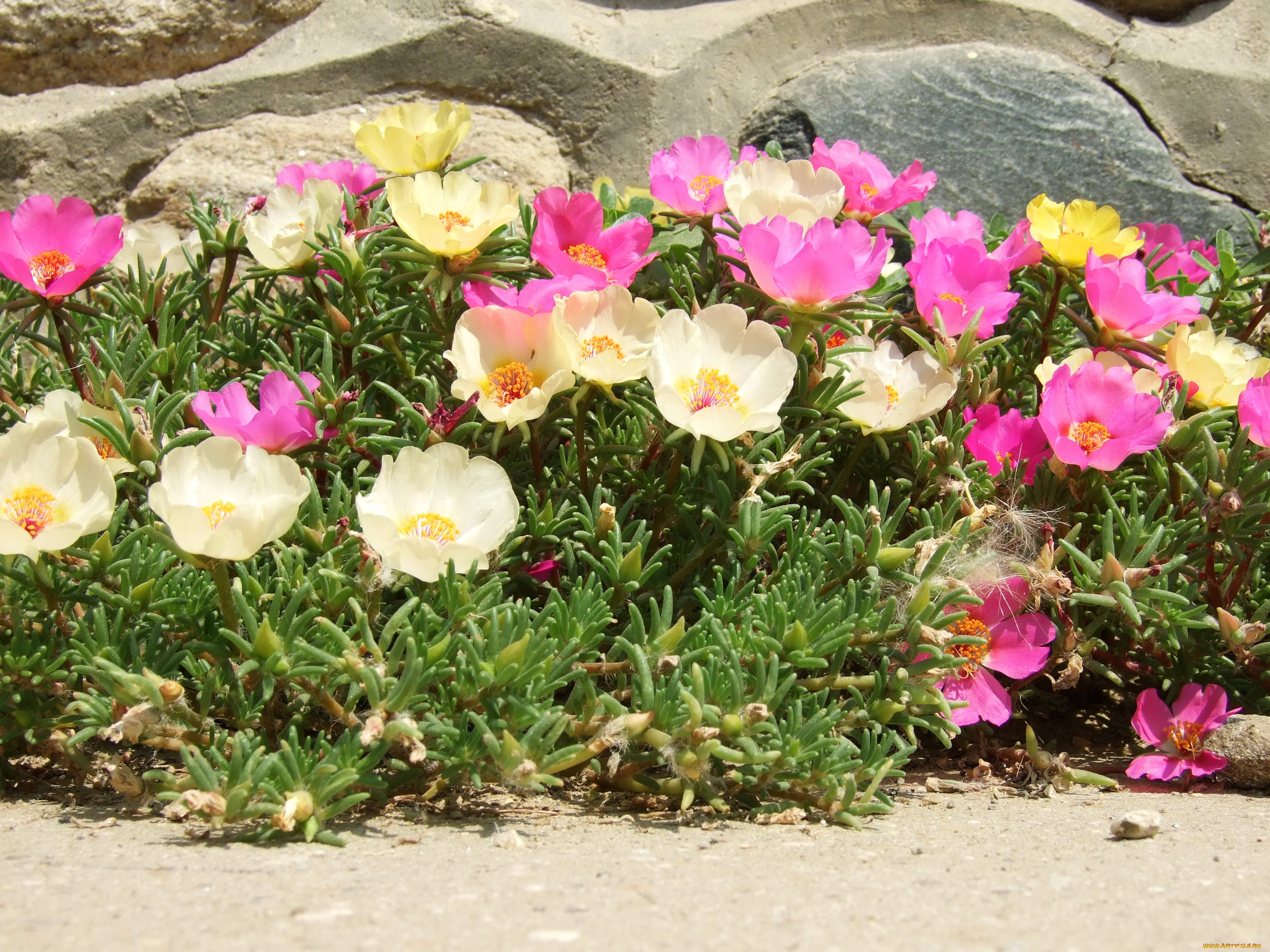 цветы, портулак, дандур, portulaca