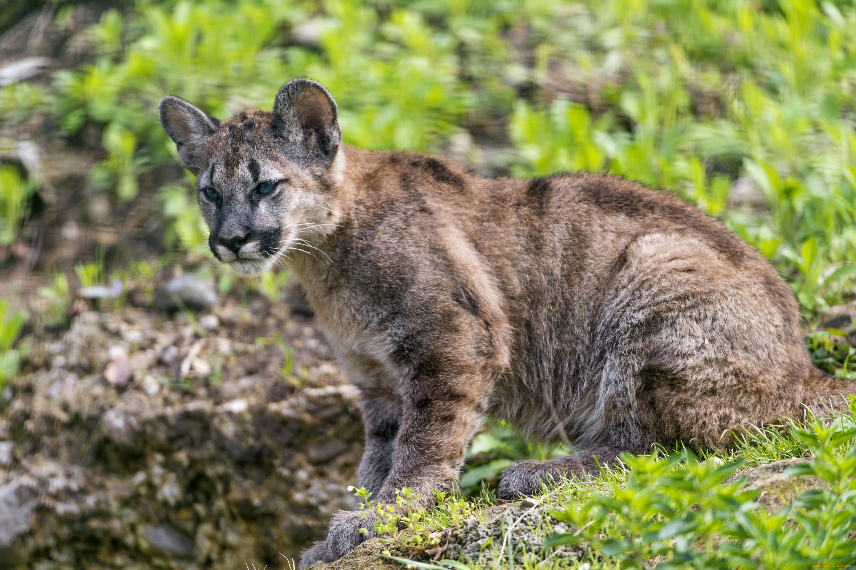 животные, пумы, малыш