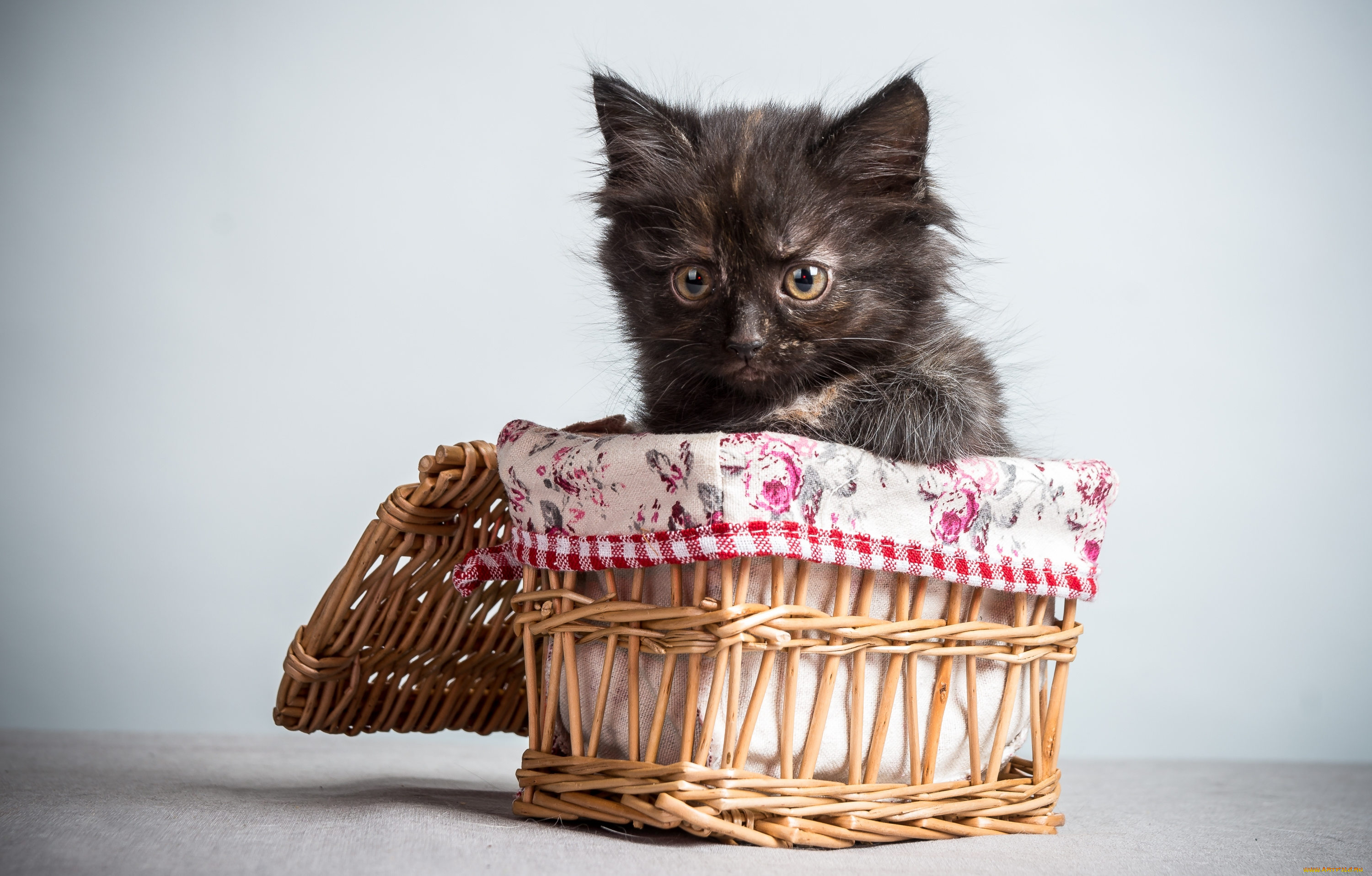 животные, коты, корзинка, чумазый