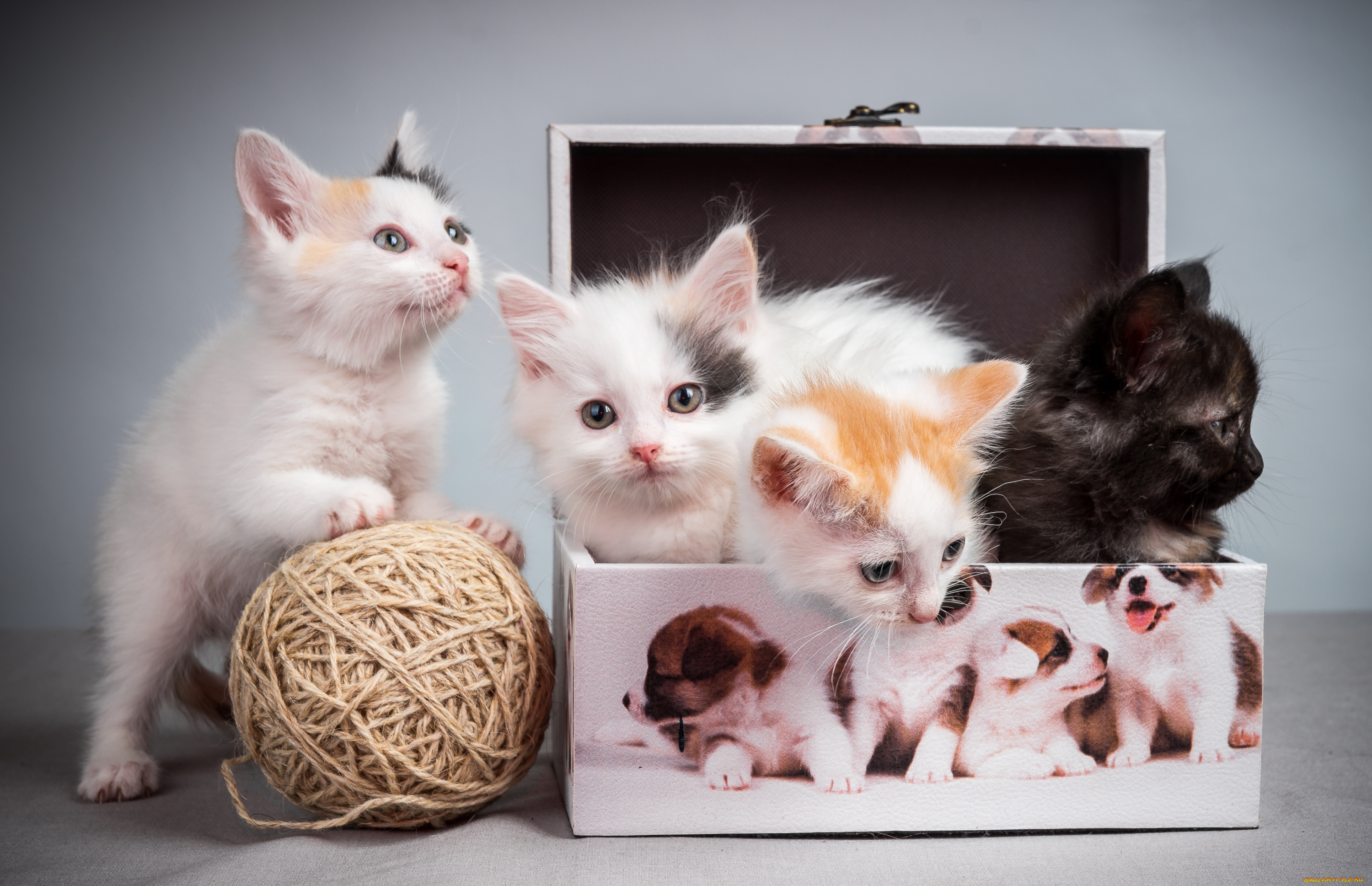 животные, коты, котята, клубок