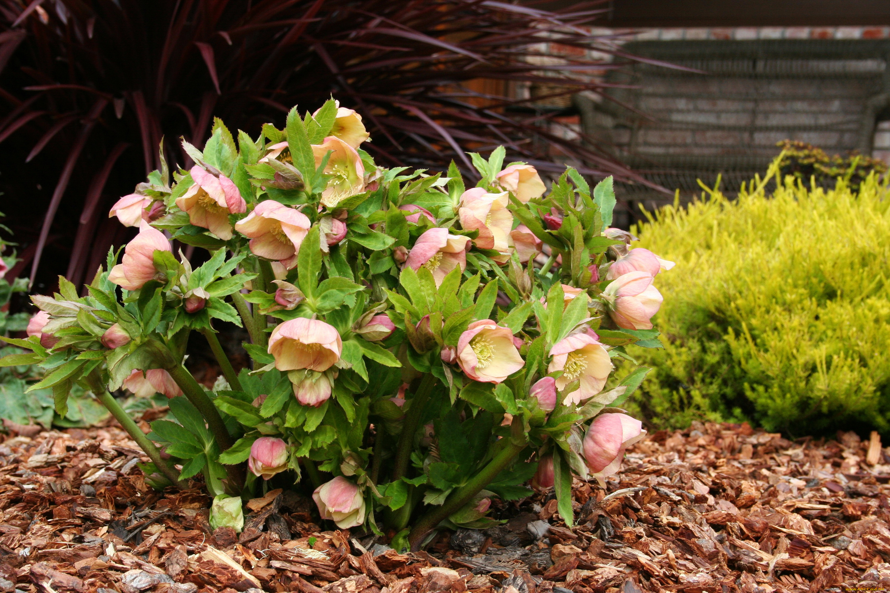 цветы, геллеборус, , морозник, helleborus, куст