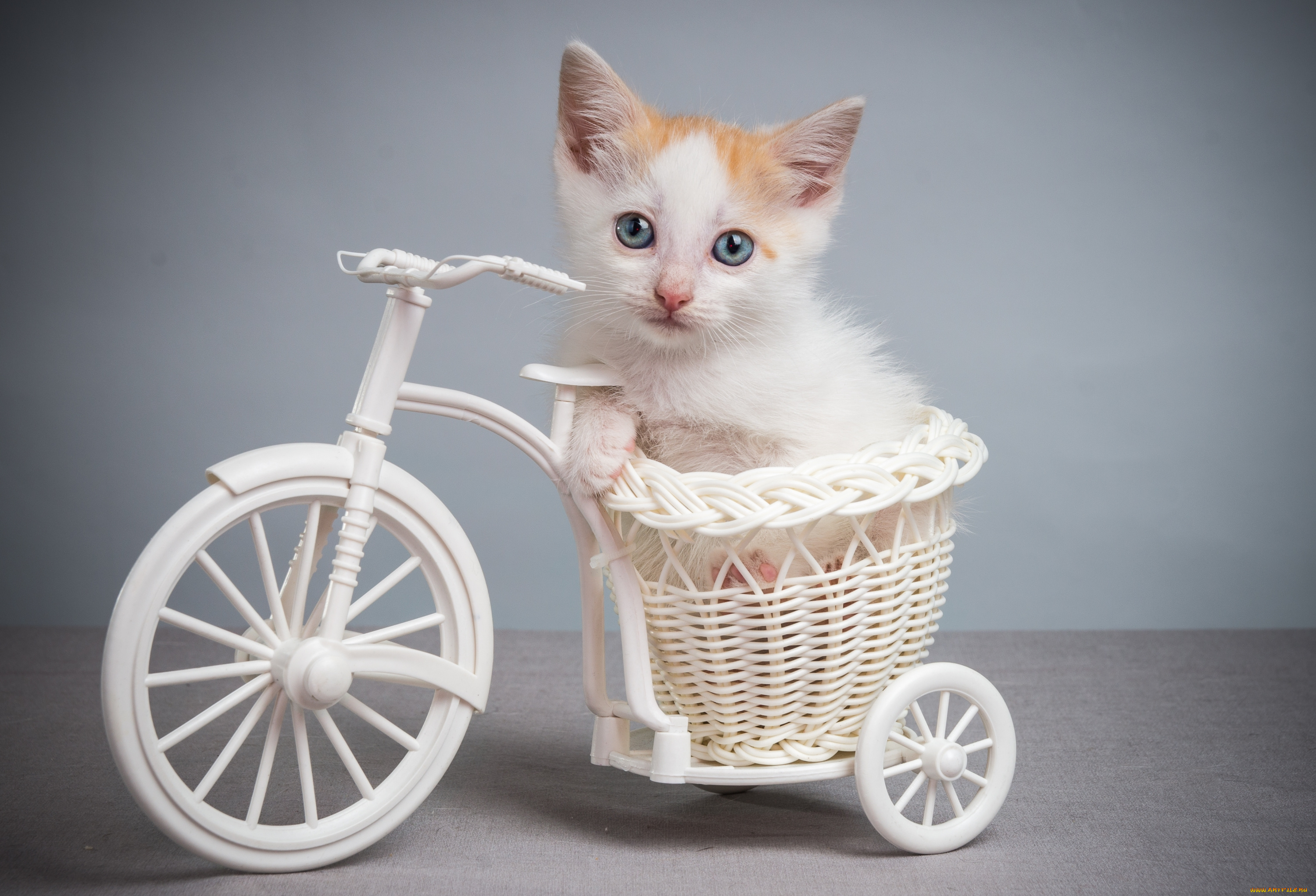 животные, коты, котик