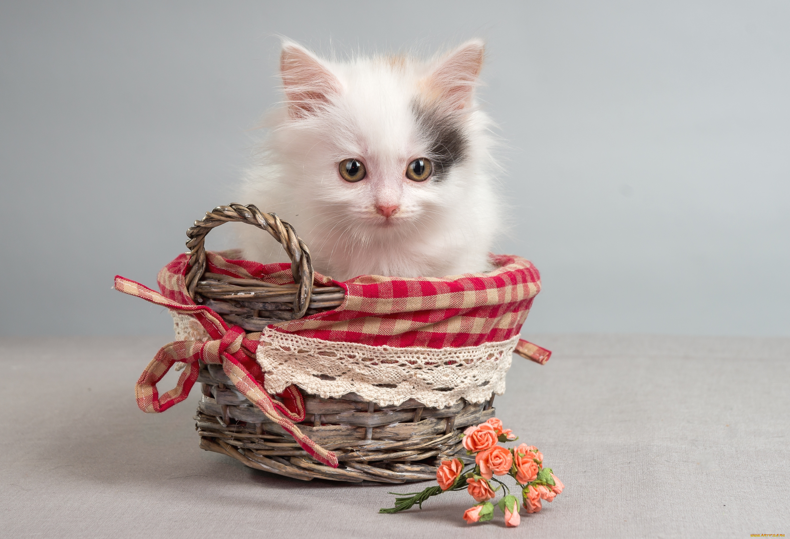 животные, коты, котик, корзинка