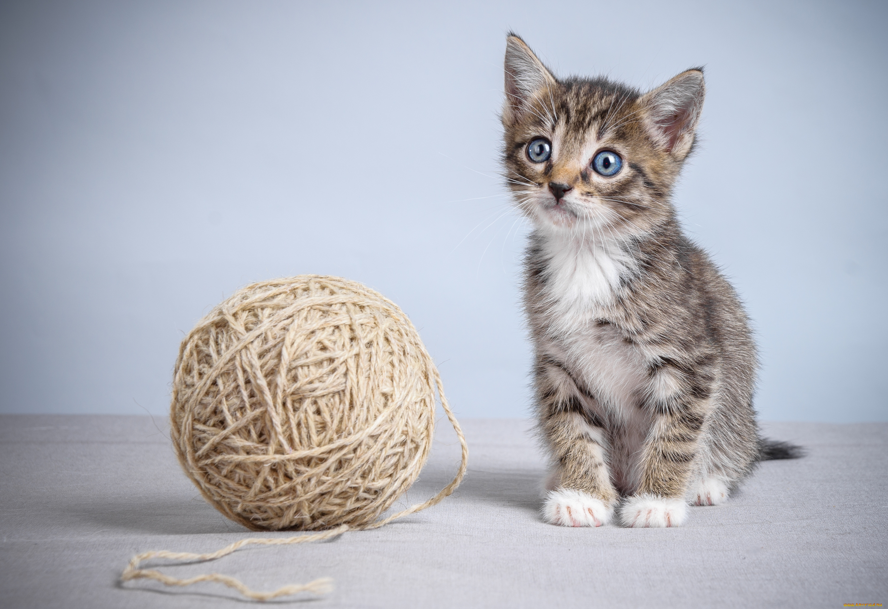 животные, коты, котик, клубок