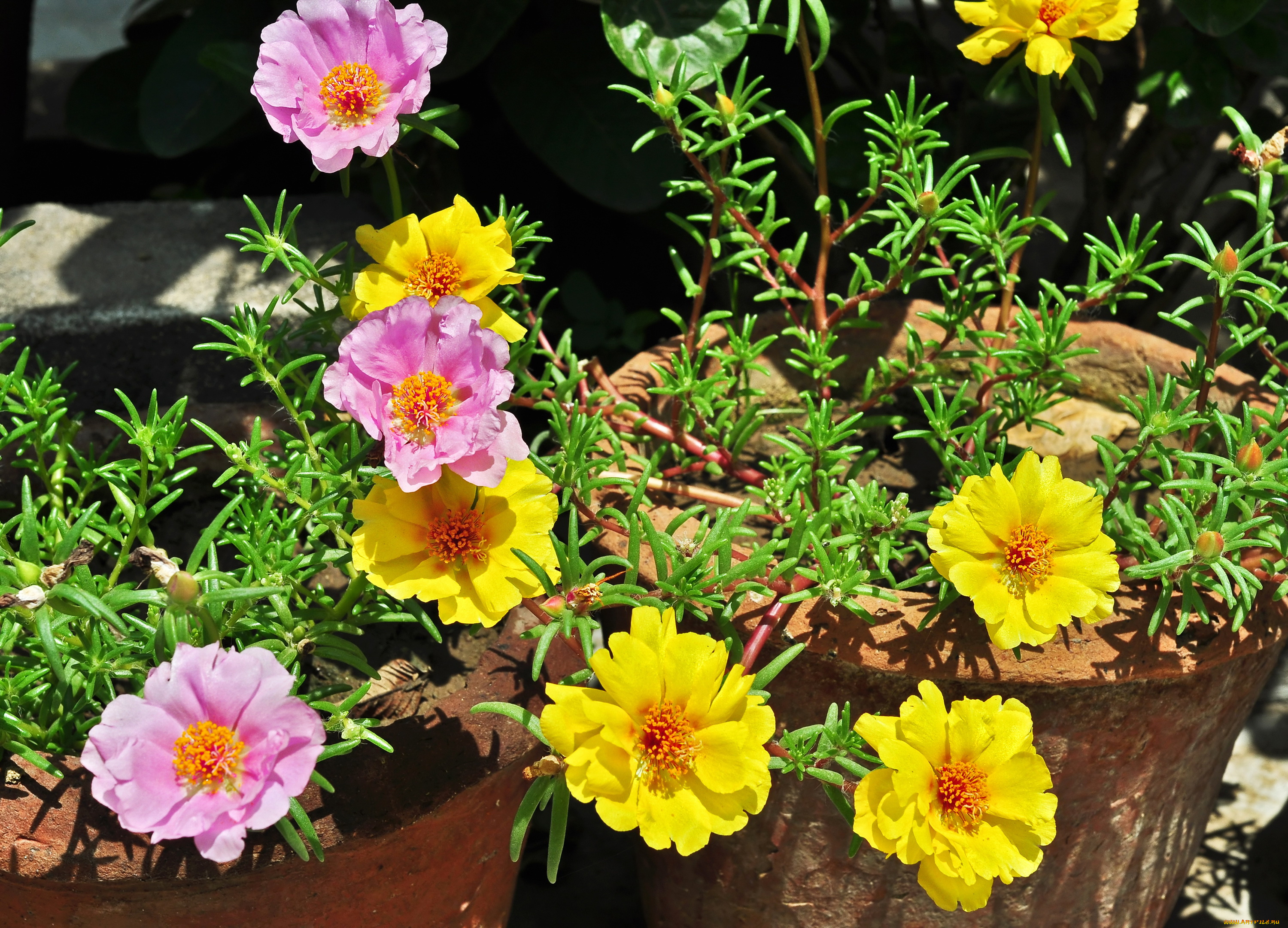 цветы, портулак, portulaca, дандур