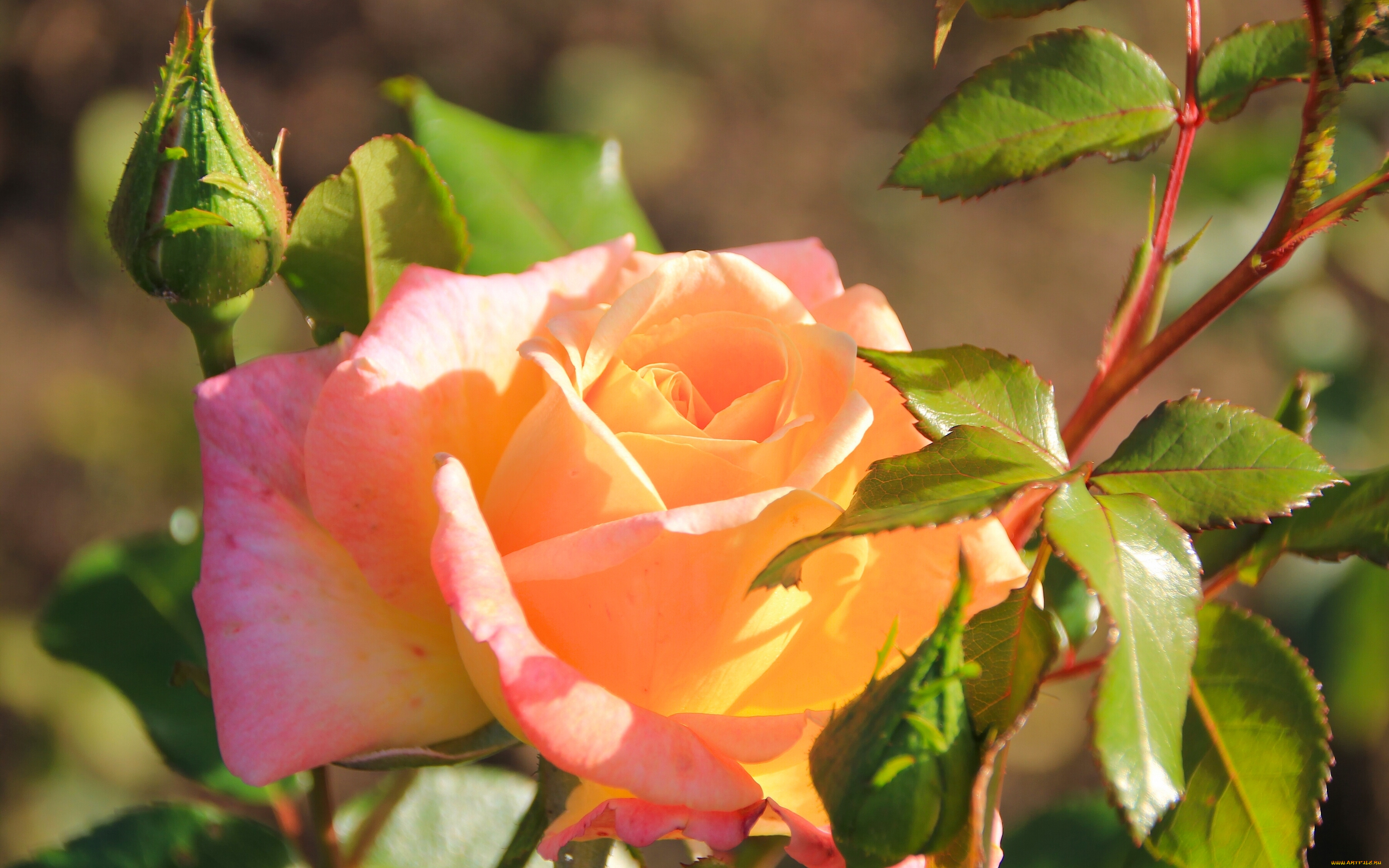 цветы, розы, роза, бутон, макро