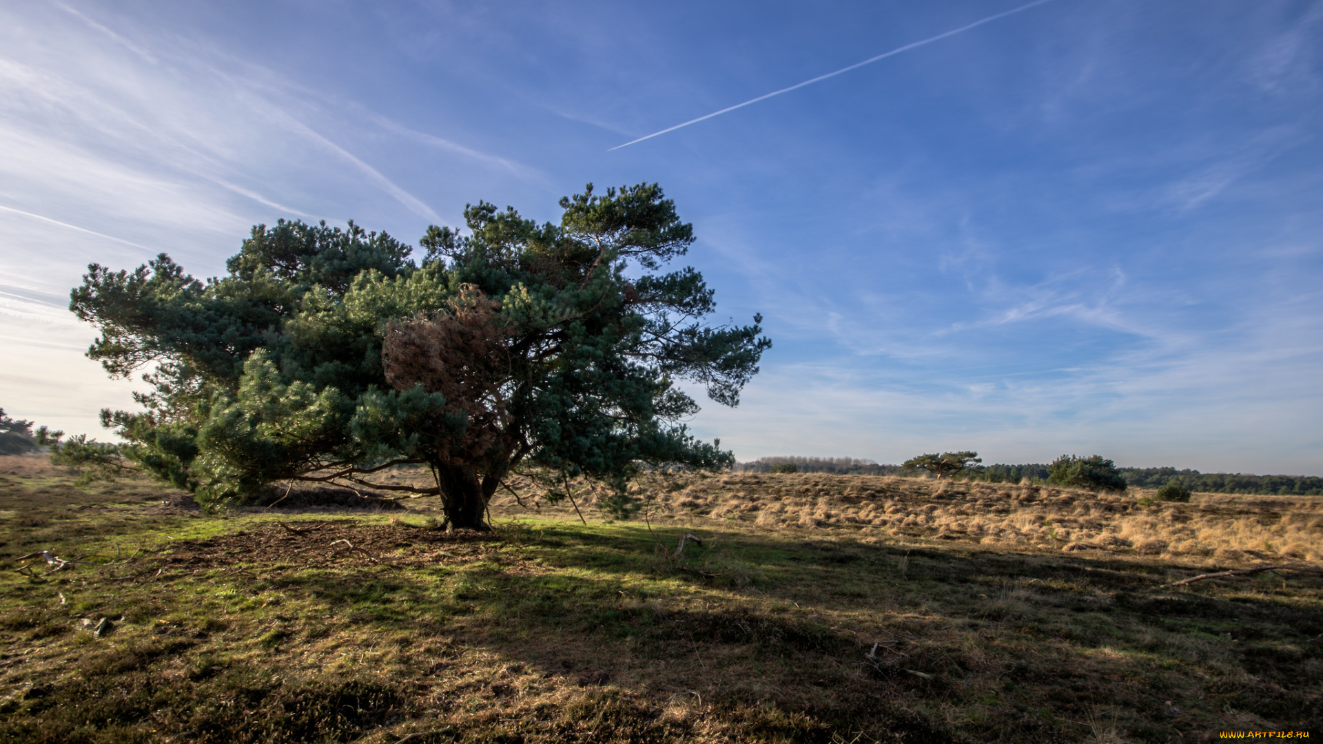 природа, деревья, простор