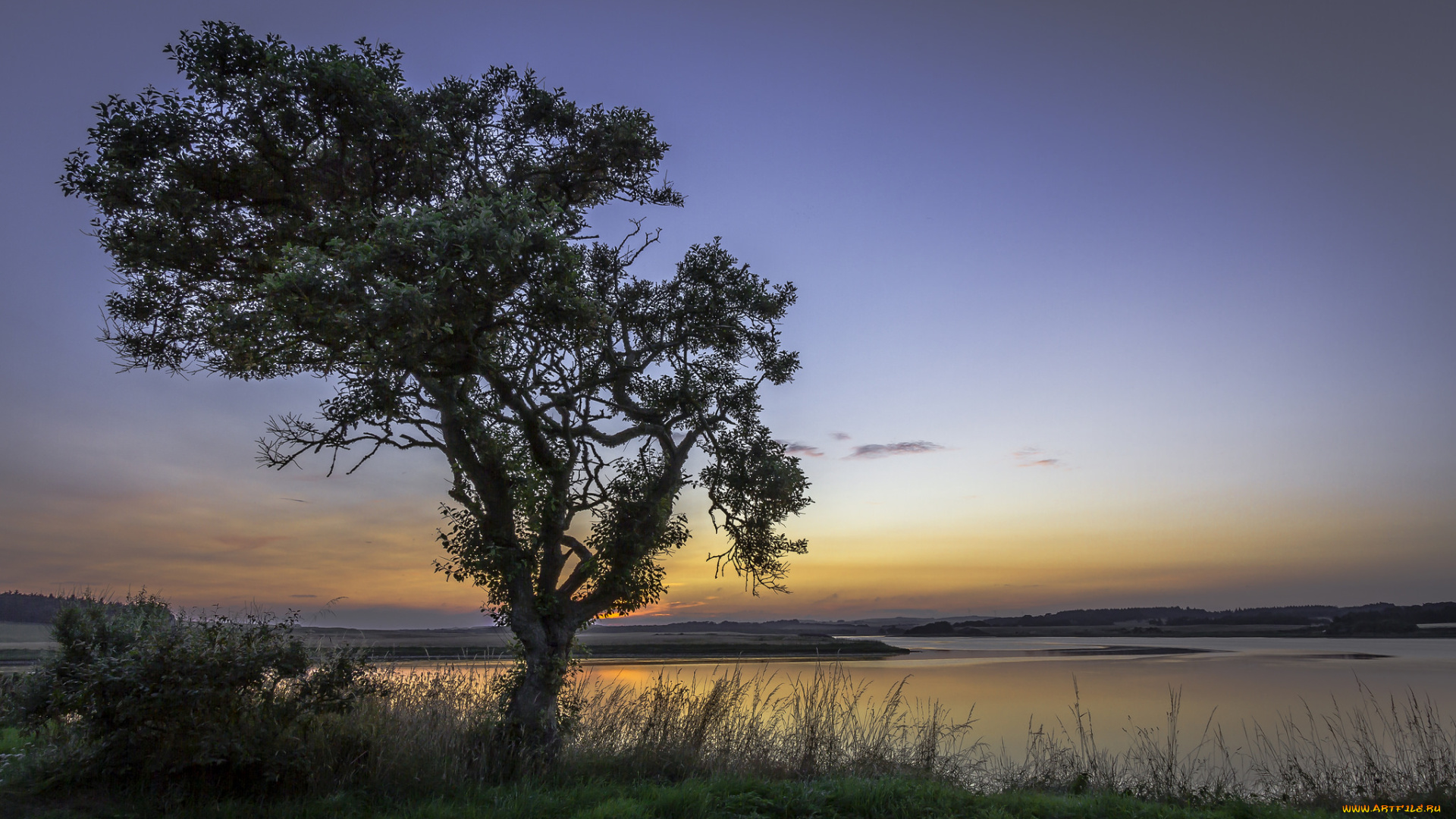 природа, деревья, простор